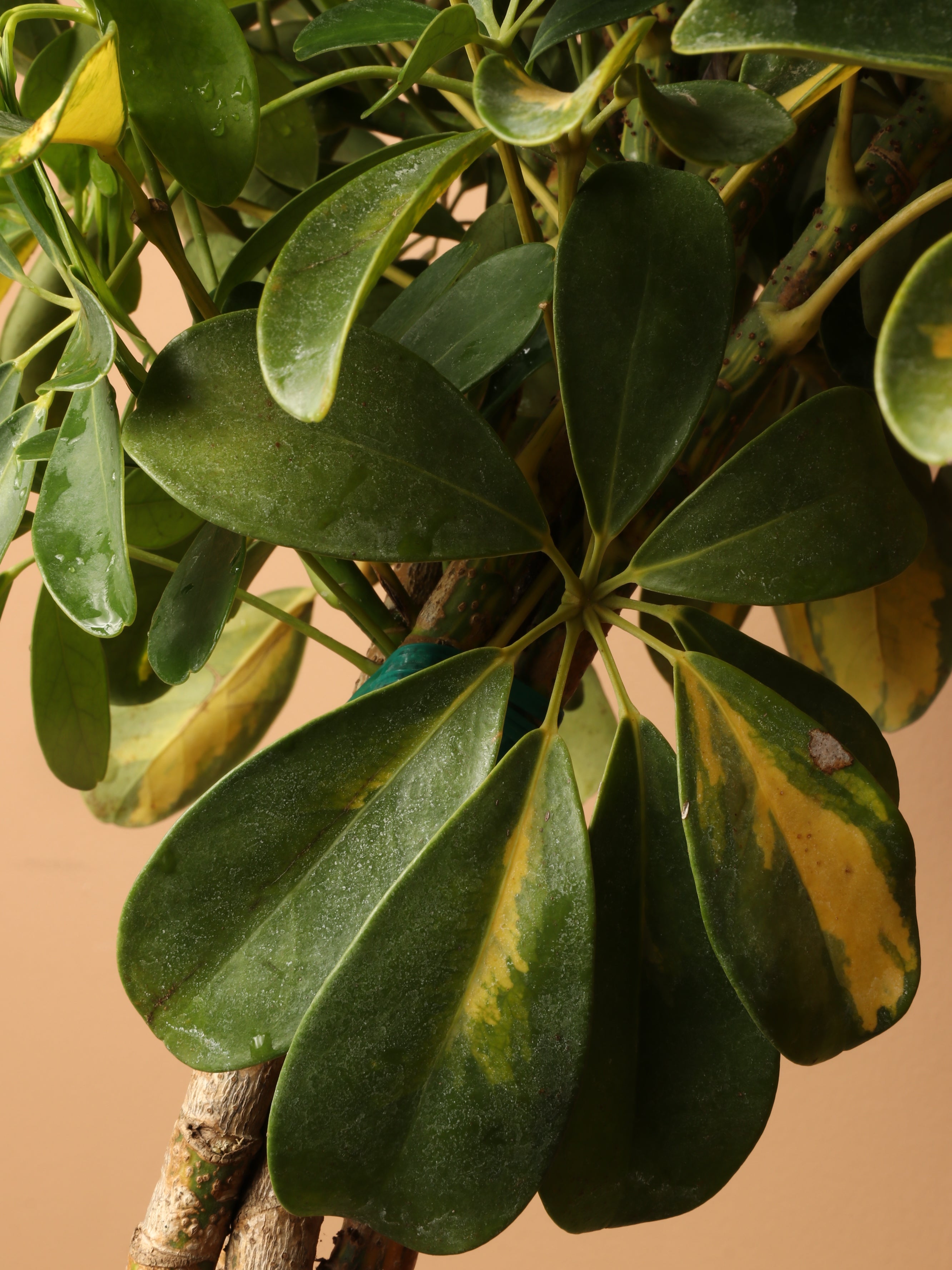 Large Schefflera Arboricola Variegata