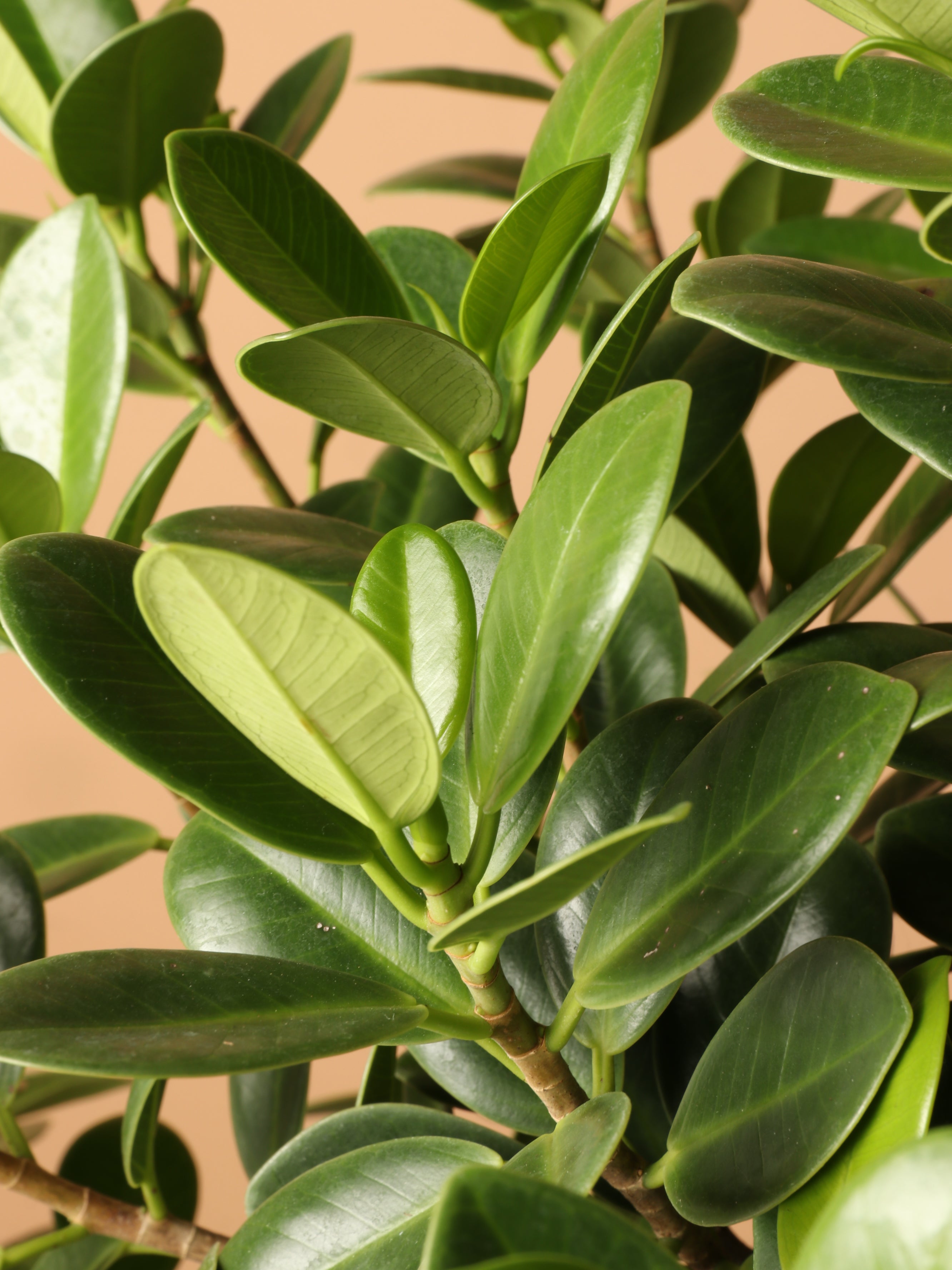Large Ficus &