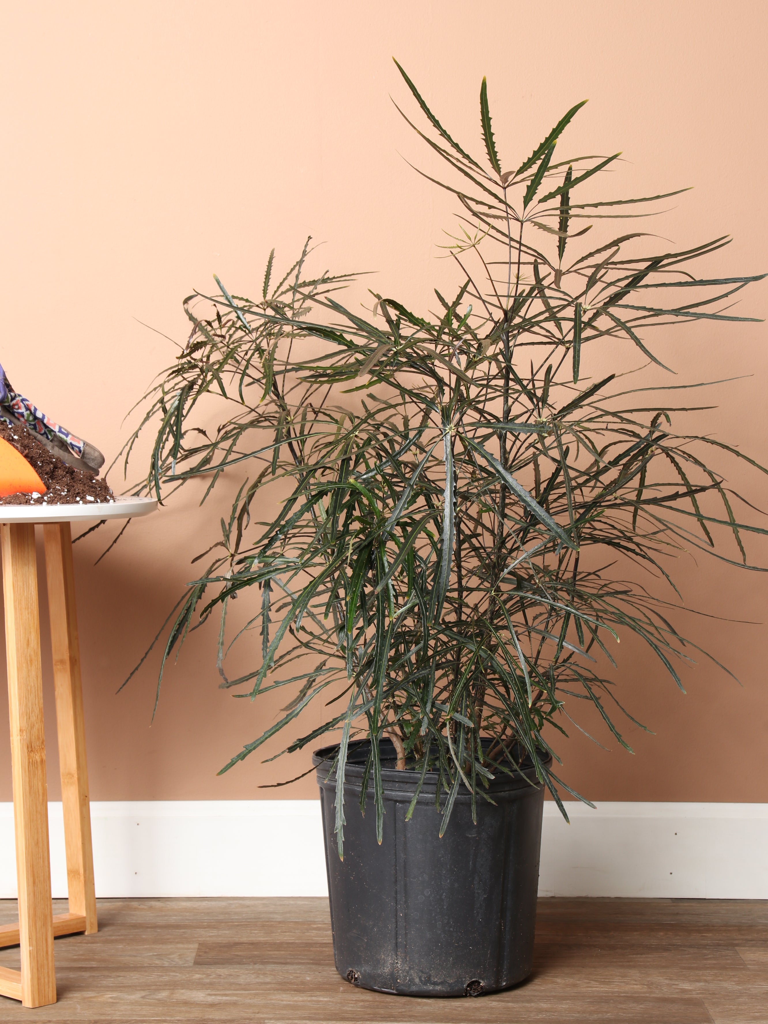 Large False Aralia