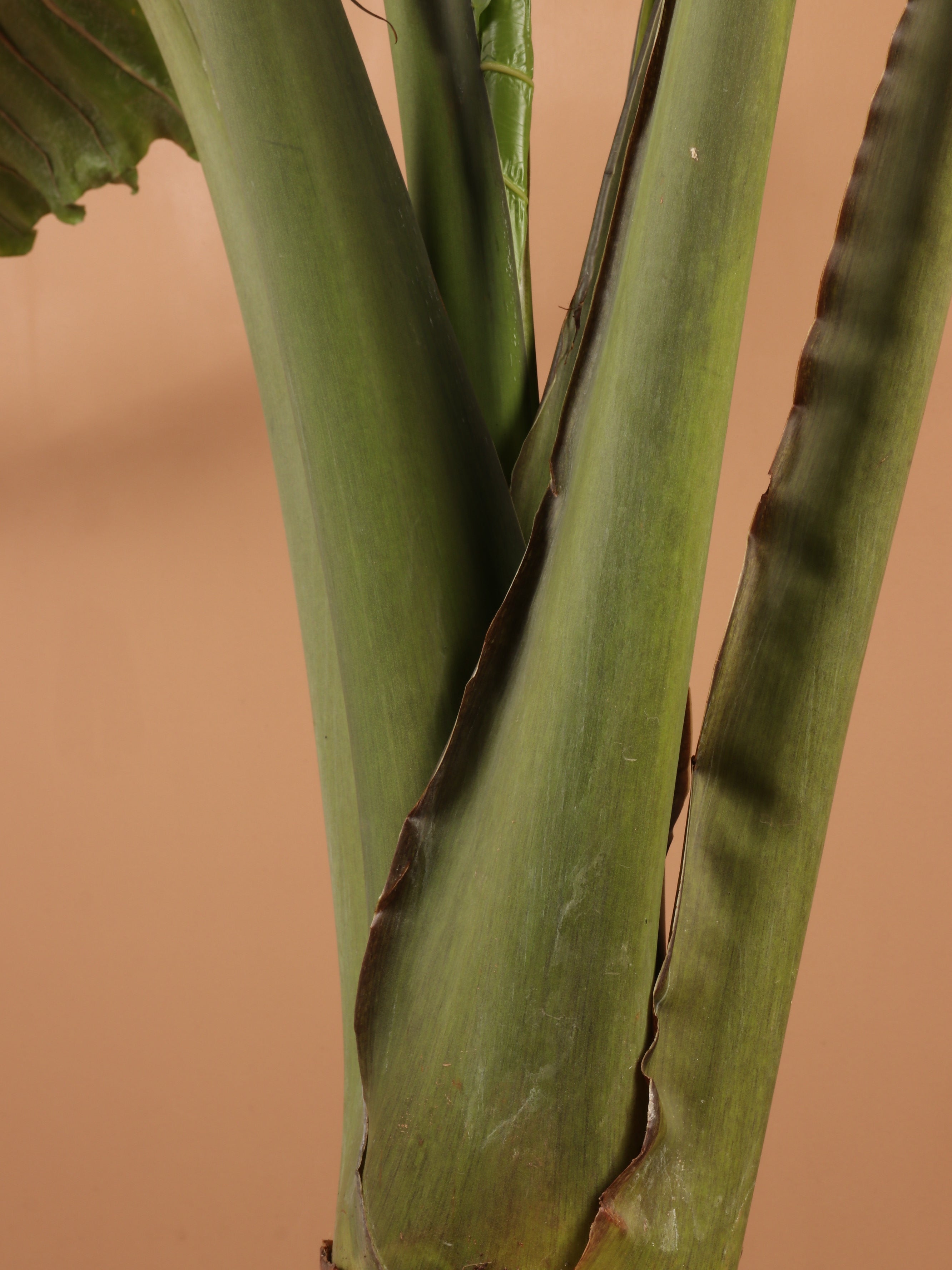 Huge Alocasia &
