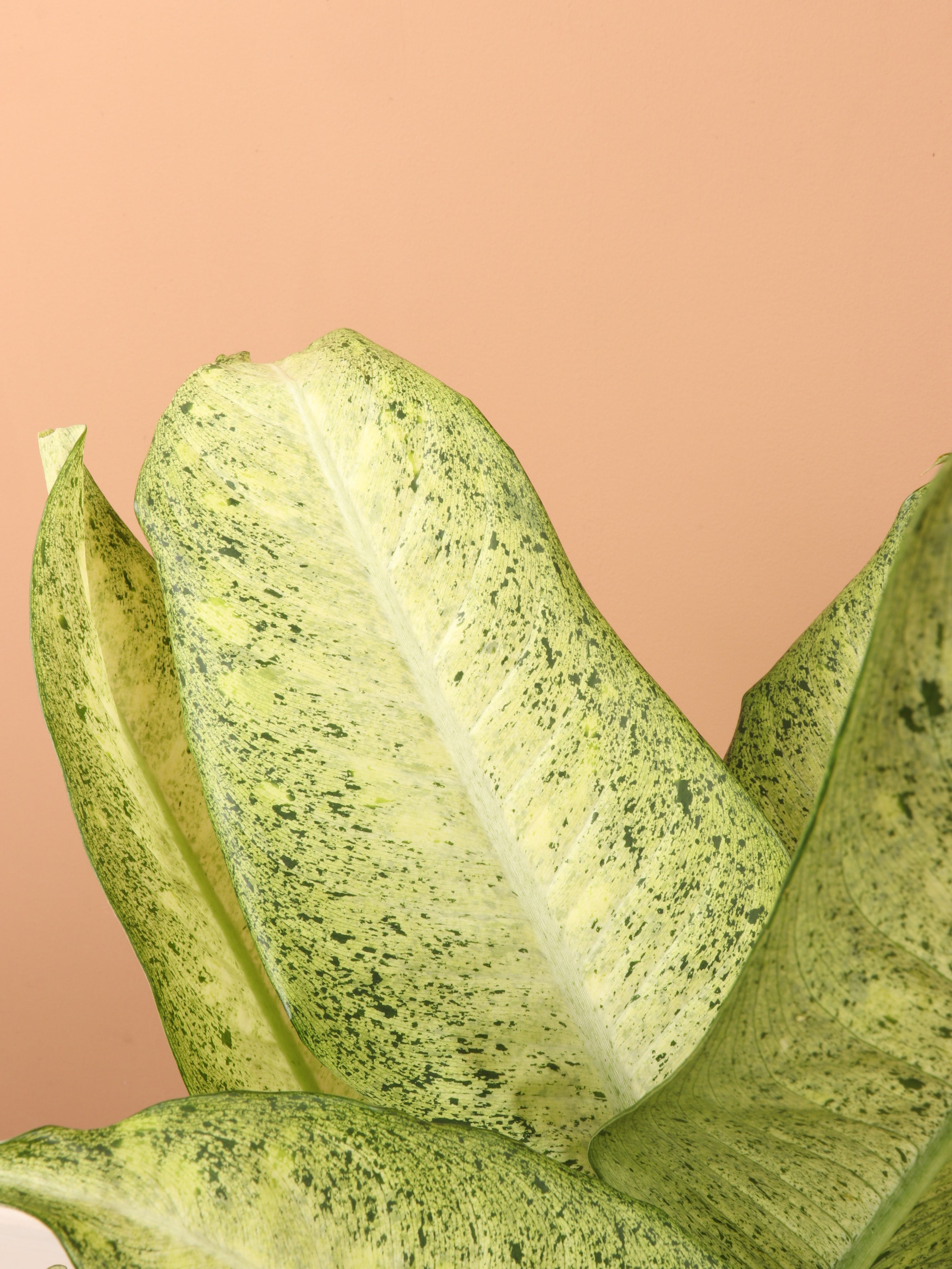 Large Dieffenbachia &
