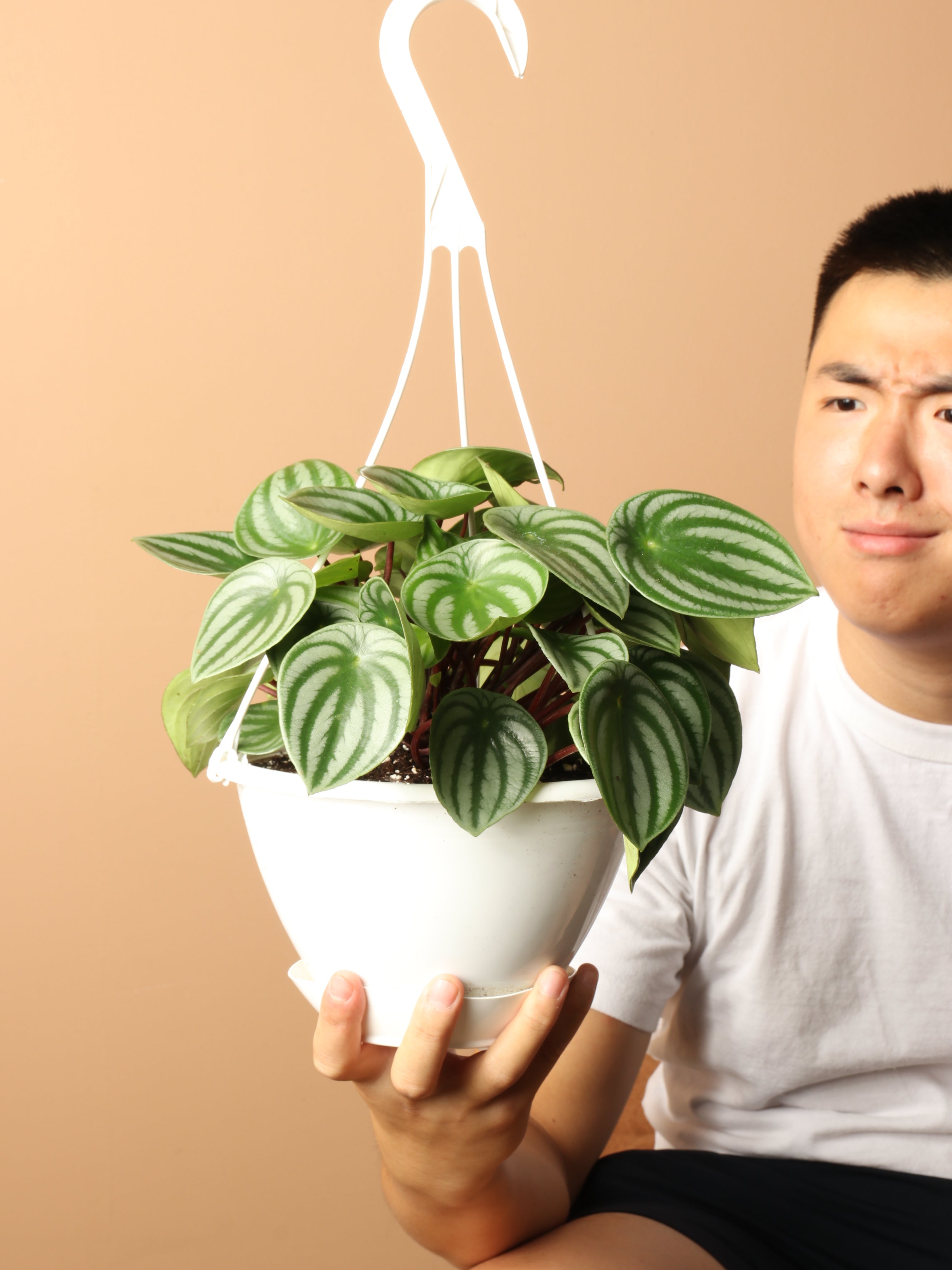 Hanging Watermelon Pilea