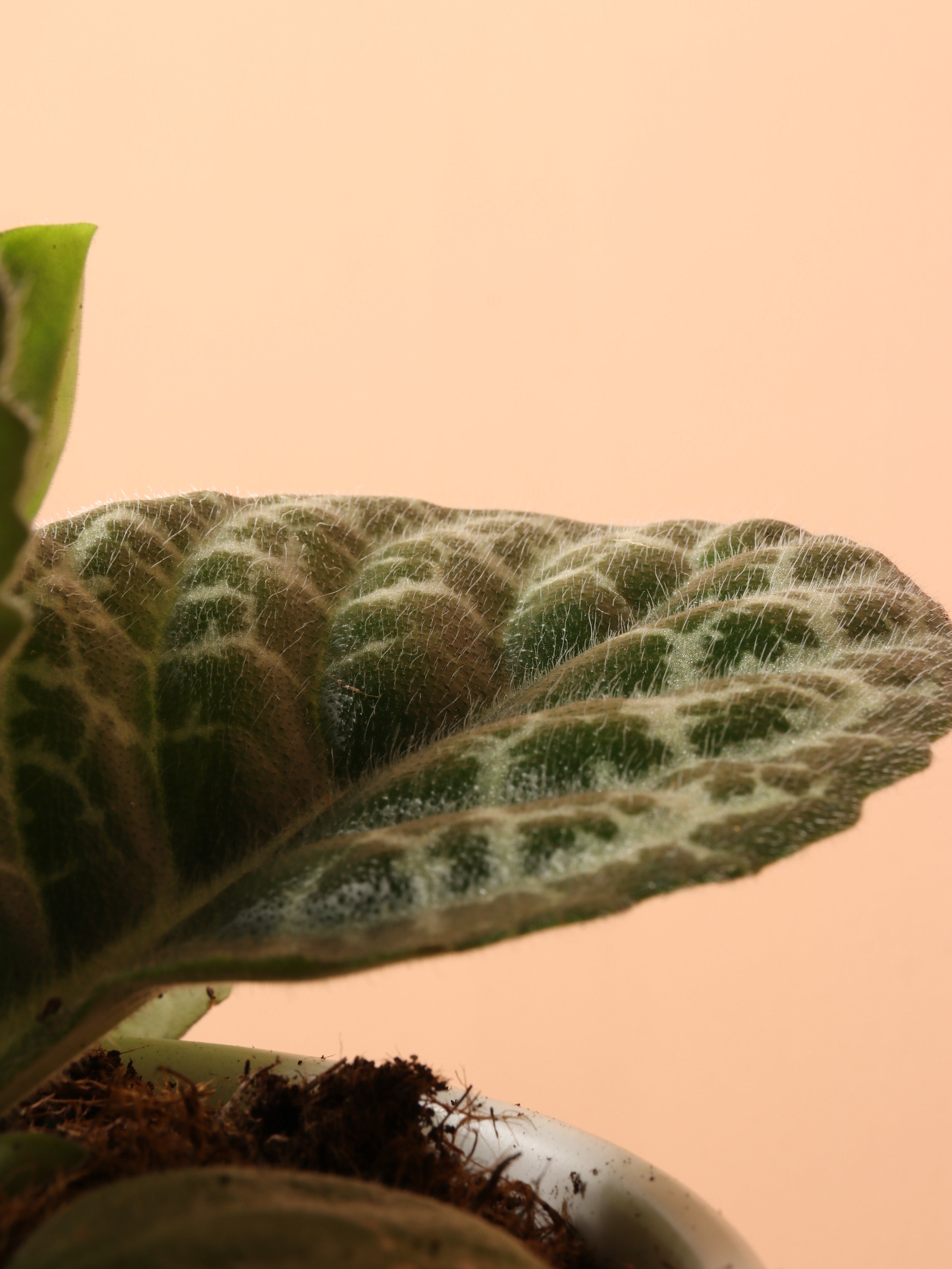 Medium Pretty Turtle Plant (Streptocarpus &