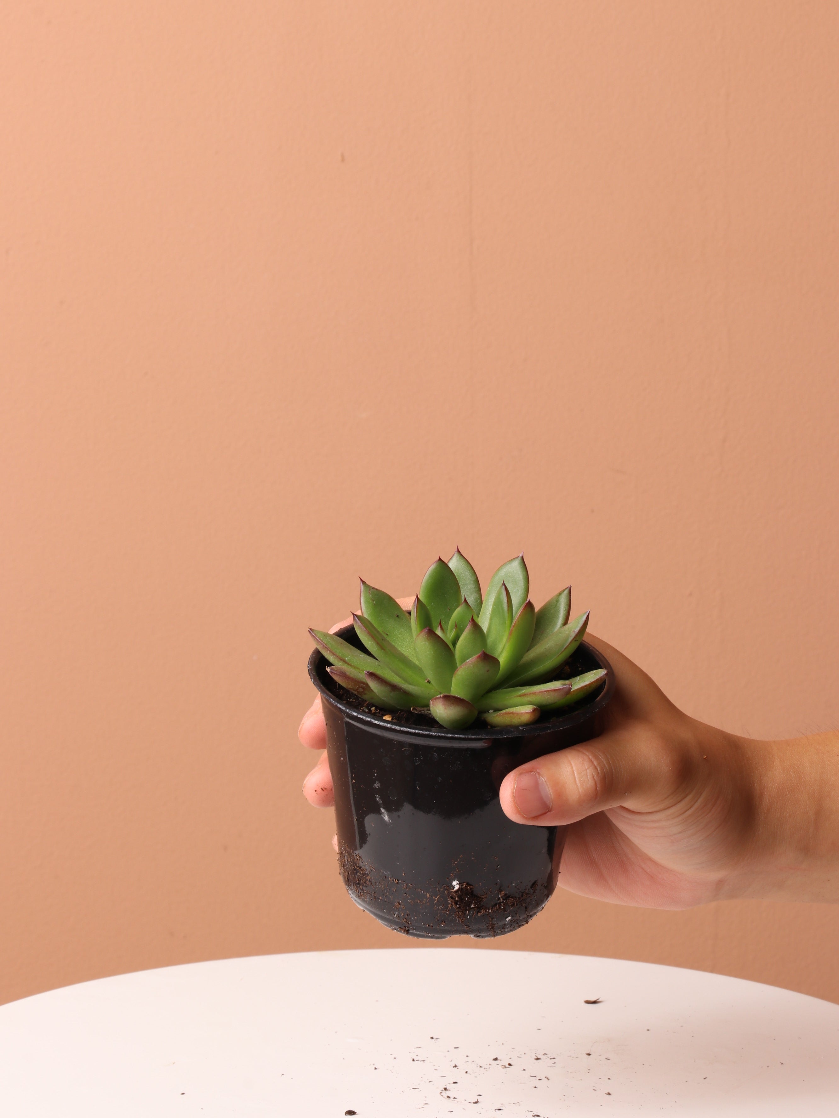 Cactus & Succulent Bundle