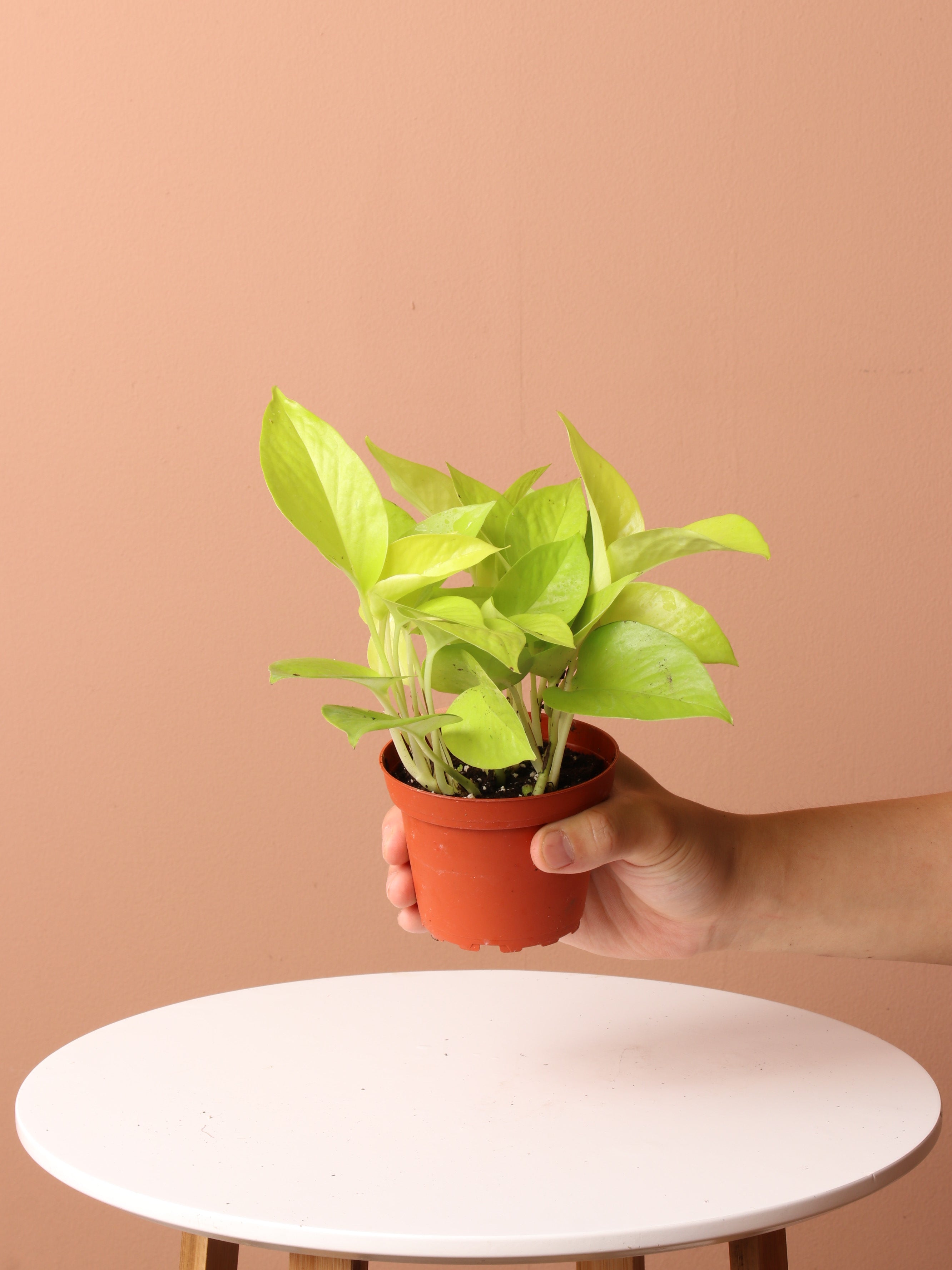 Free Easy Care Plant Bundle