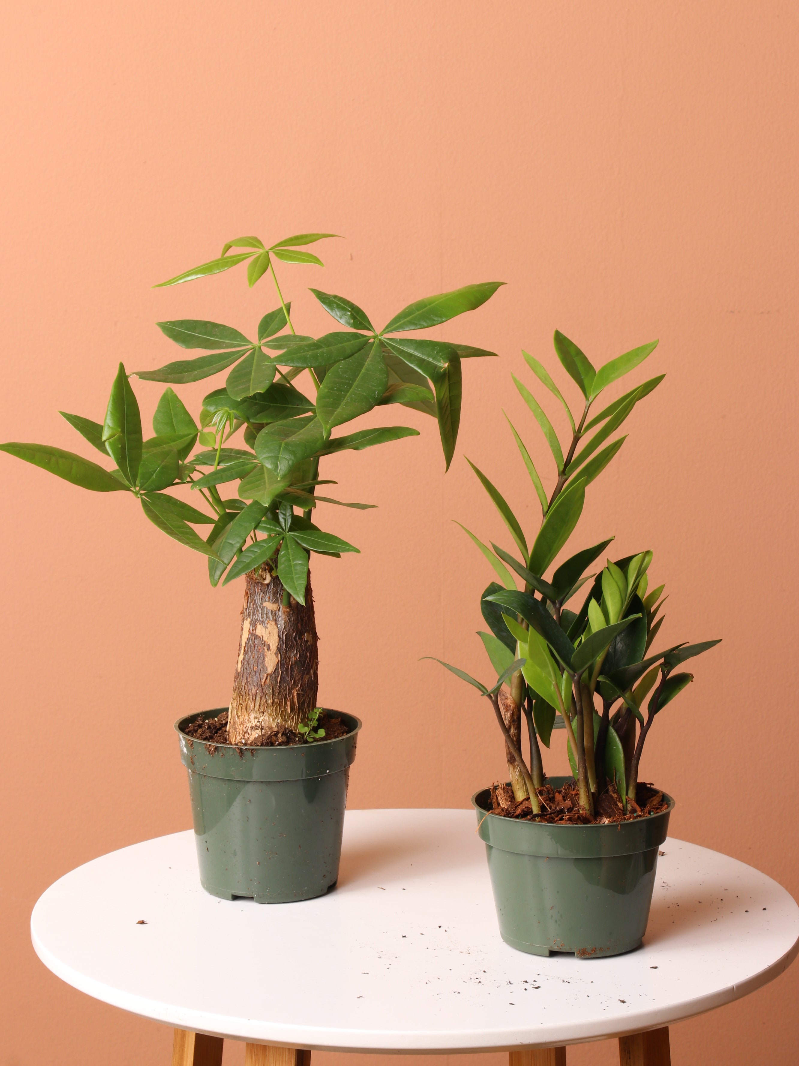 Low Light Plant Bundle