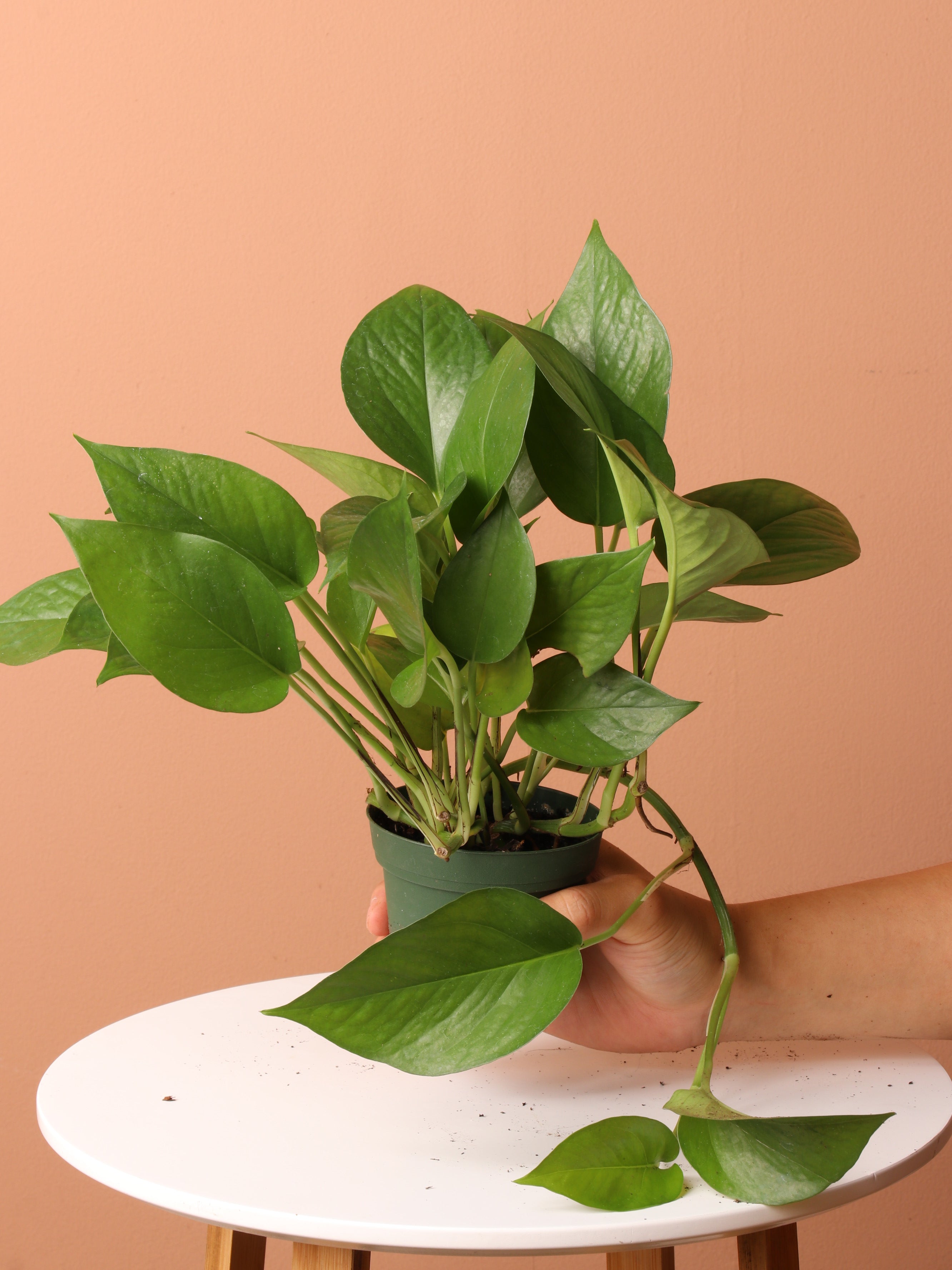 Low Light Plant Bundle