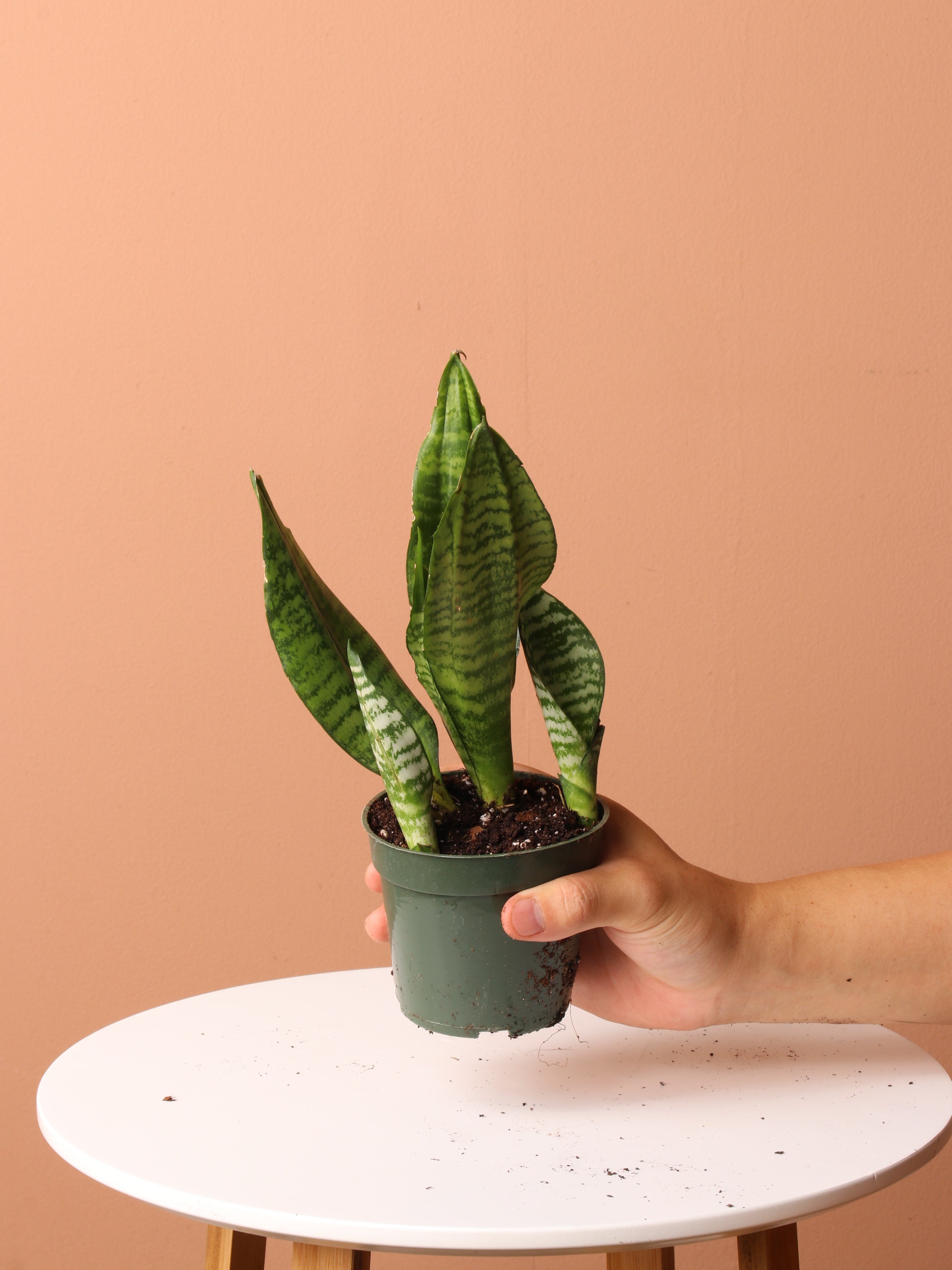 Low Light Plant Bundle