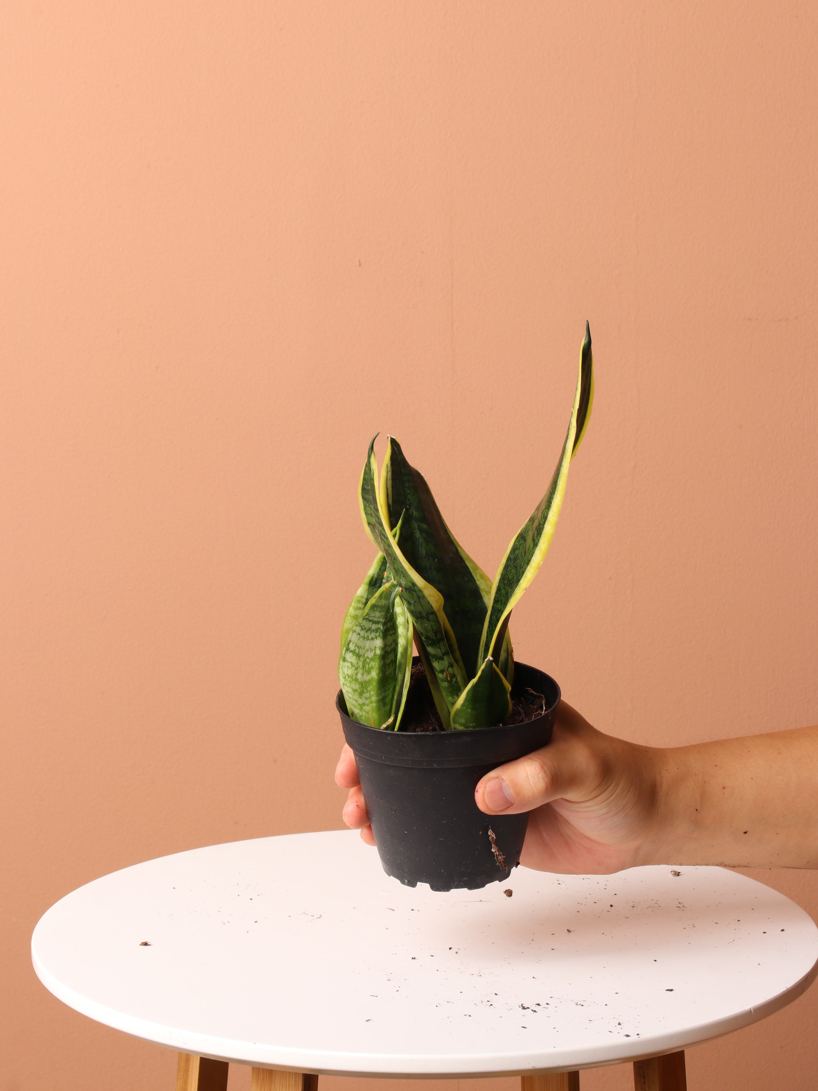 Low Light Plant Bundle