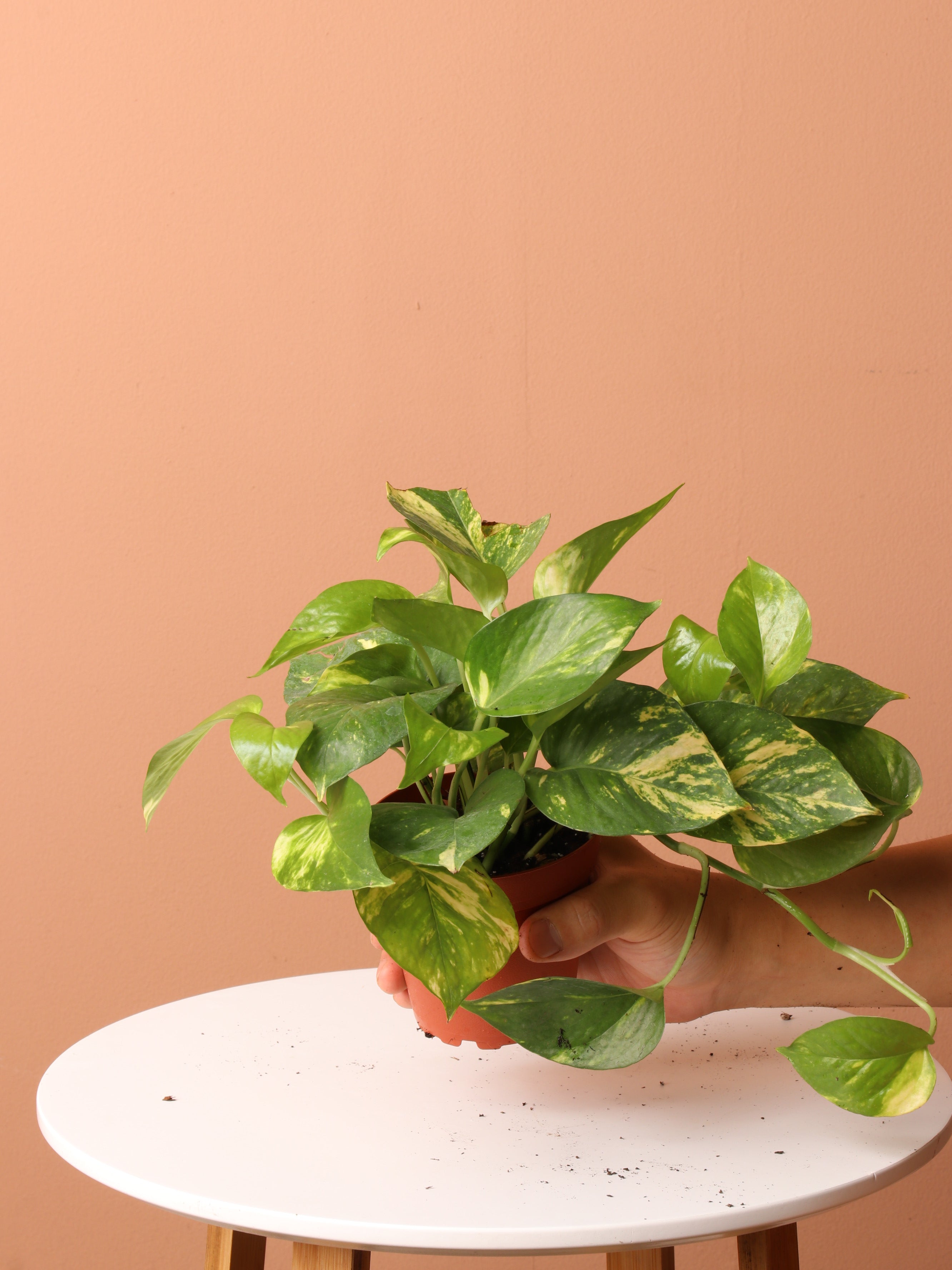 Low Light Plant Bundle