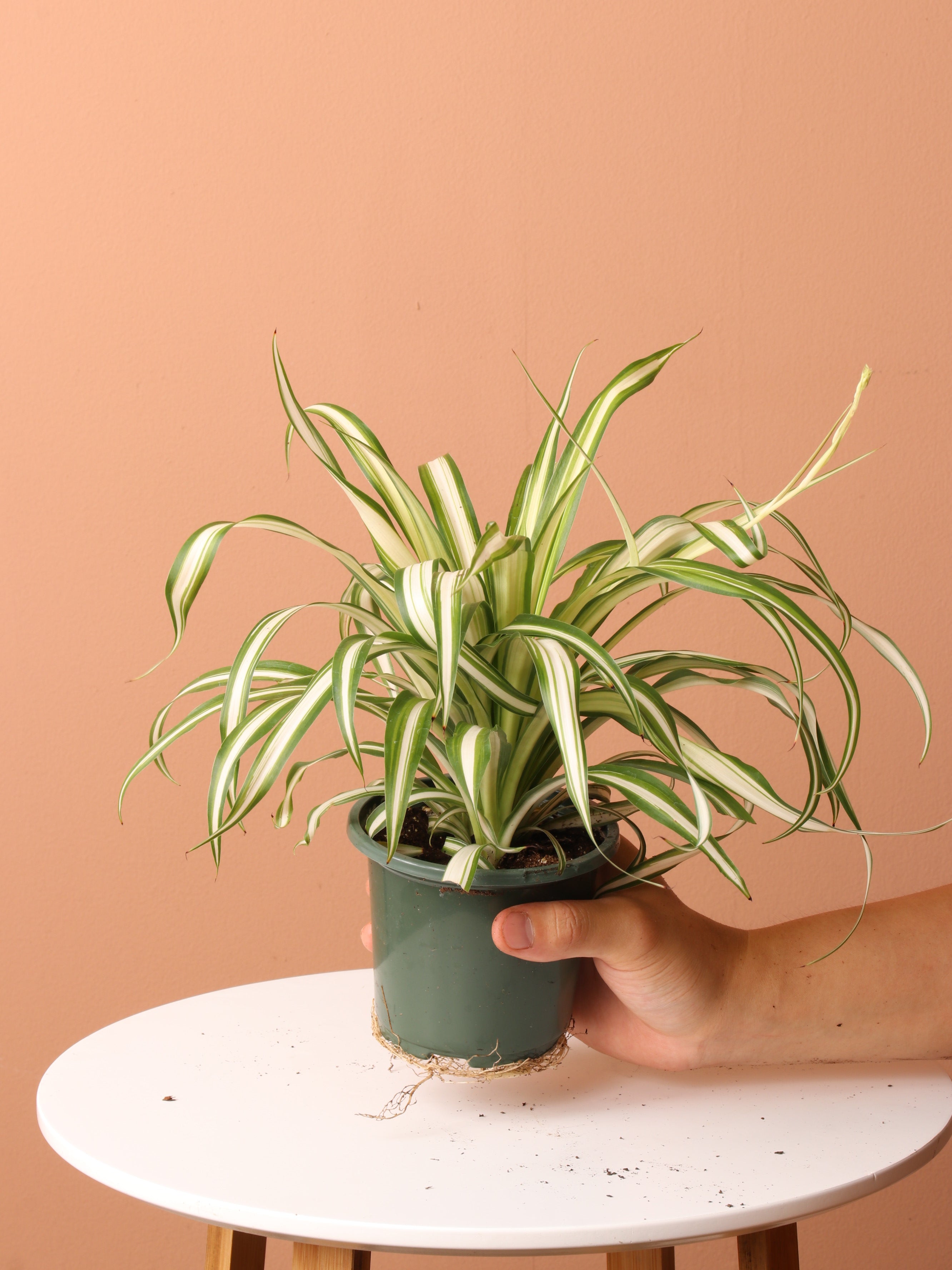 Low Light Plant Bundle