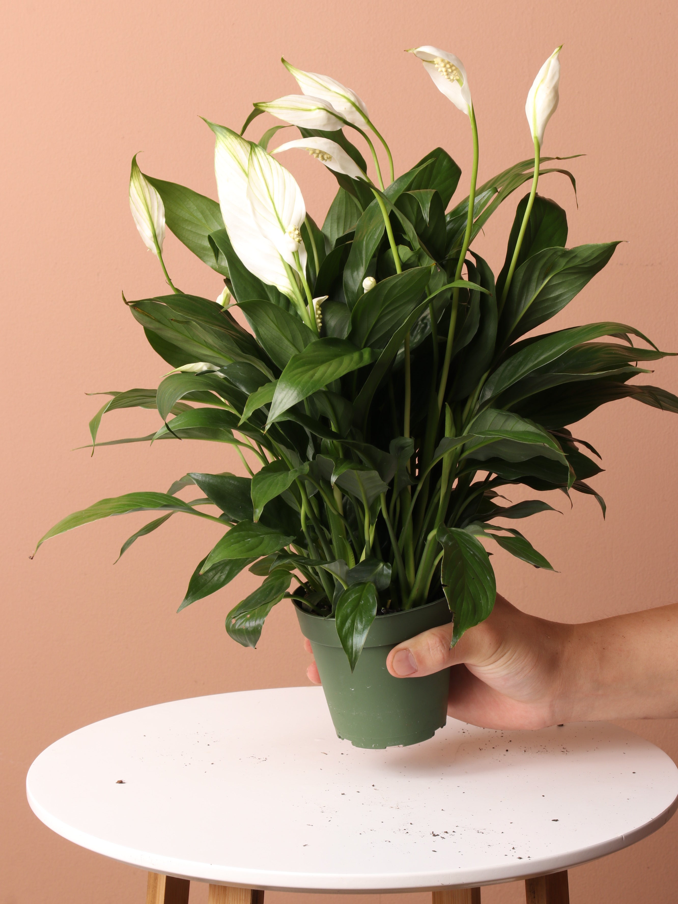 Low Light Plant Bundle