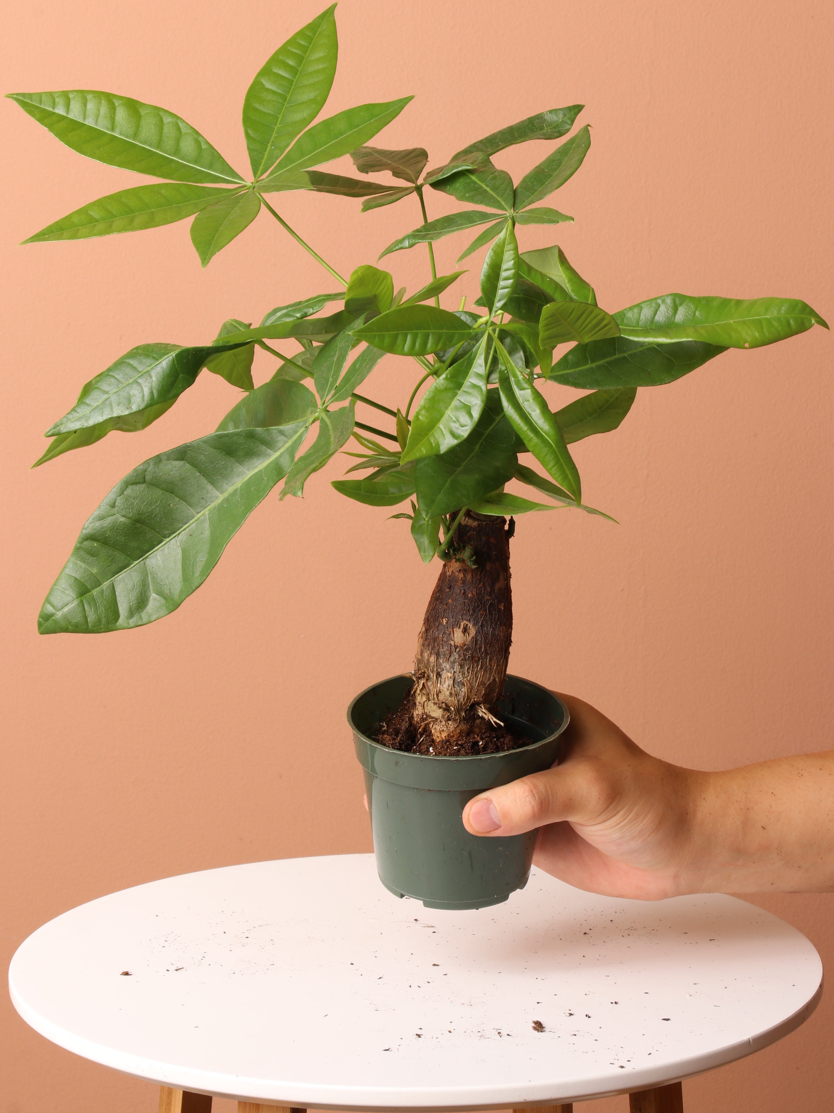 Low Light Plant Bundle