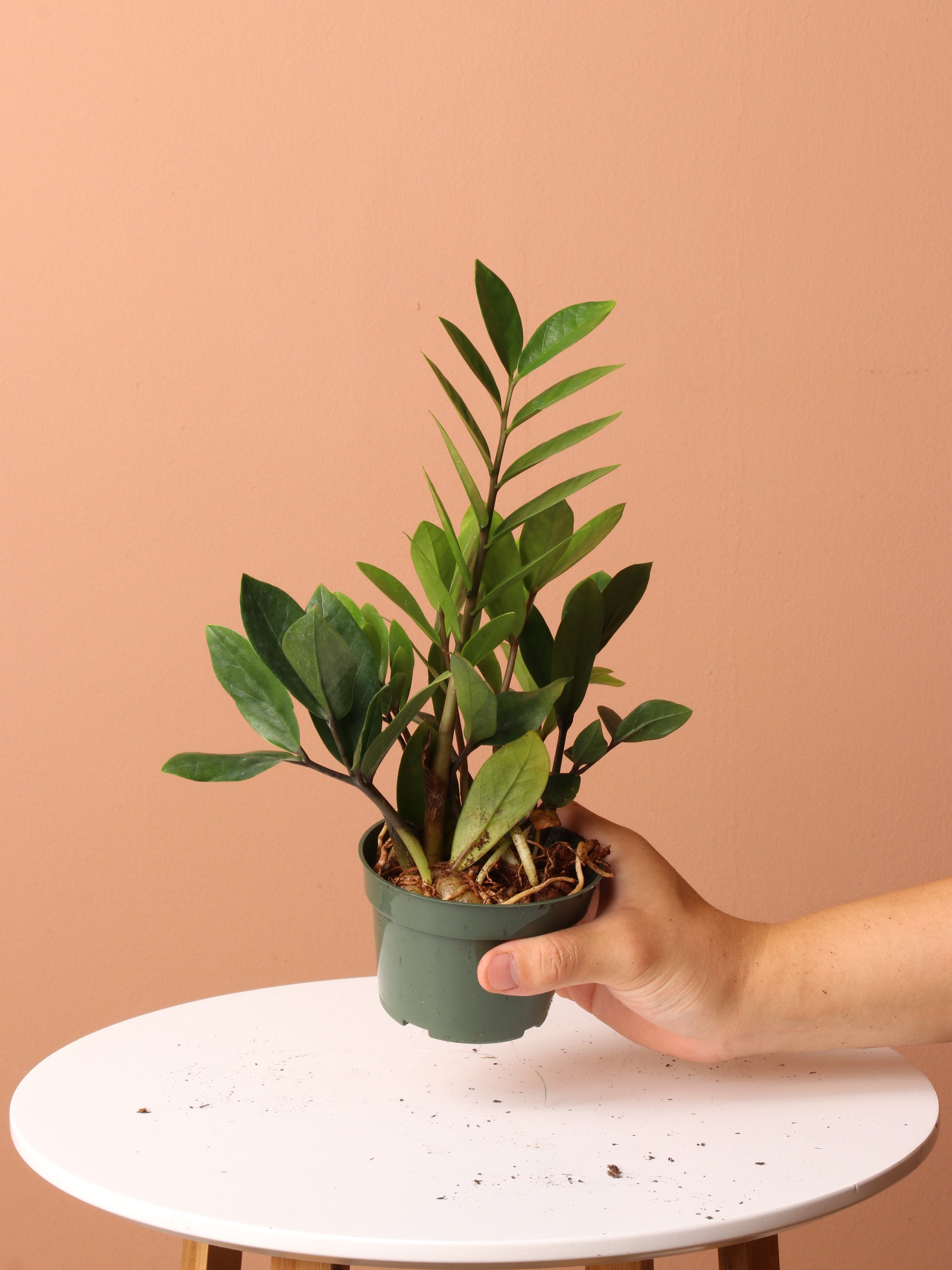 Low Light Plant Bundle
