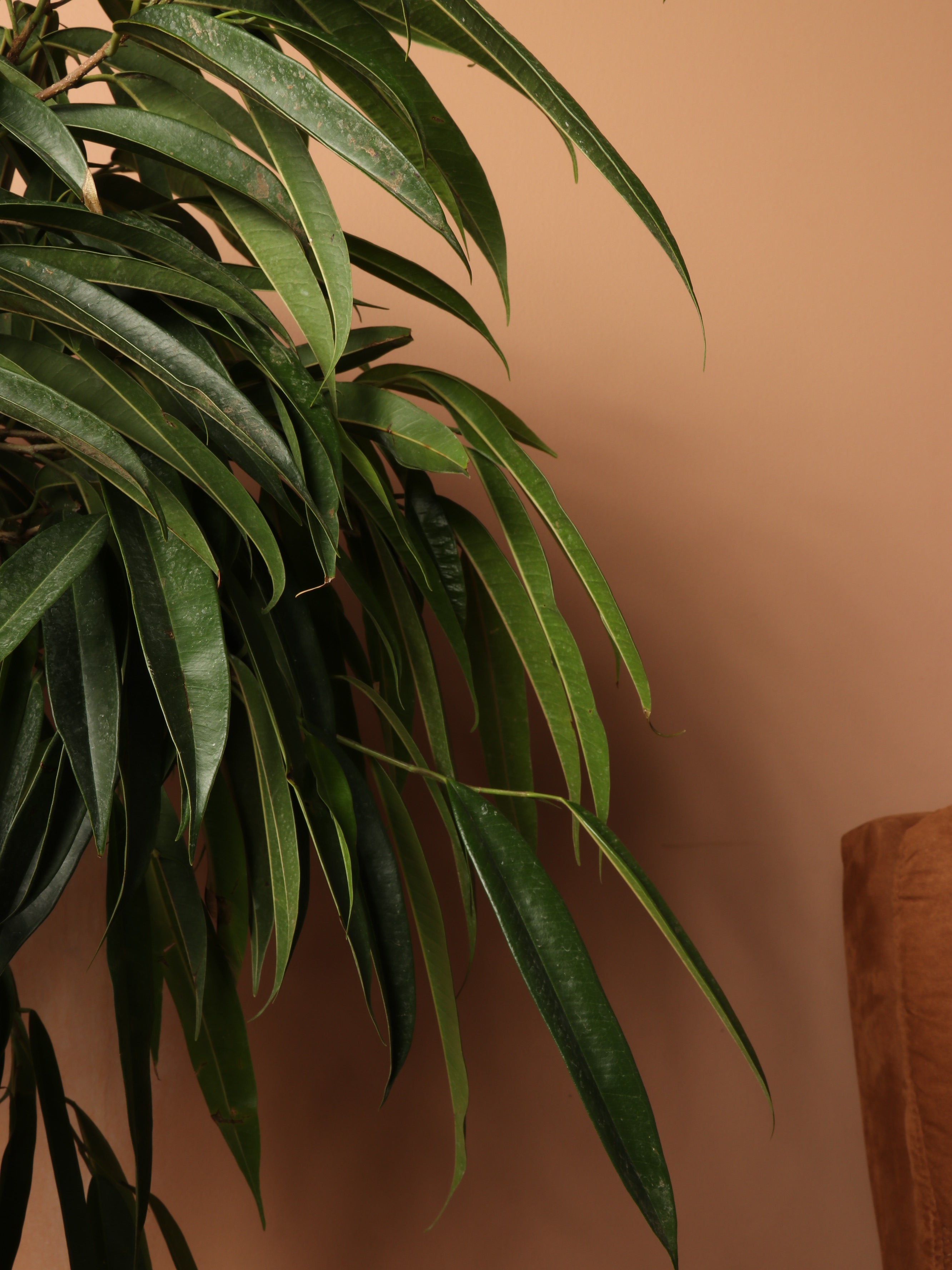 Large Ficus &