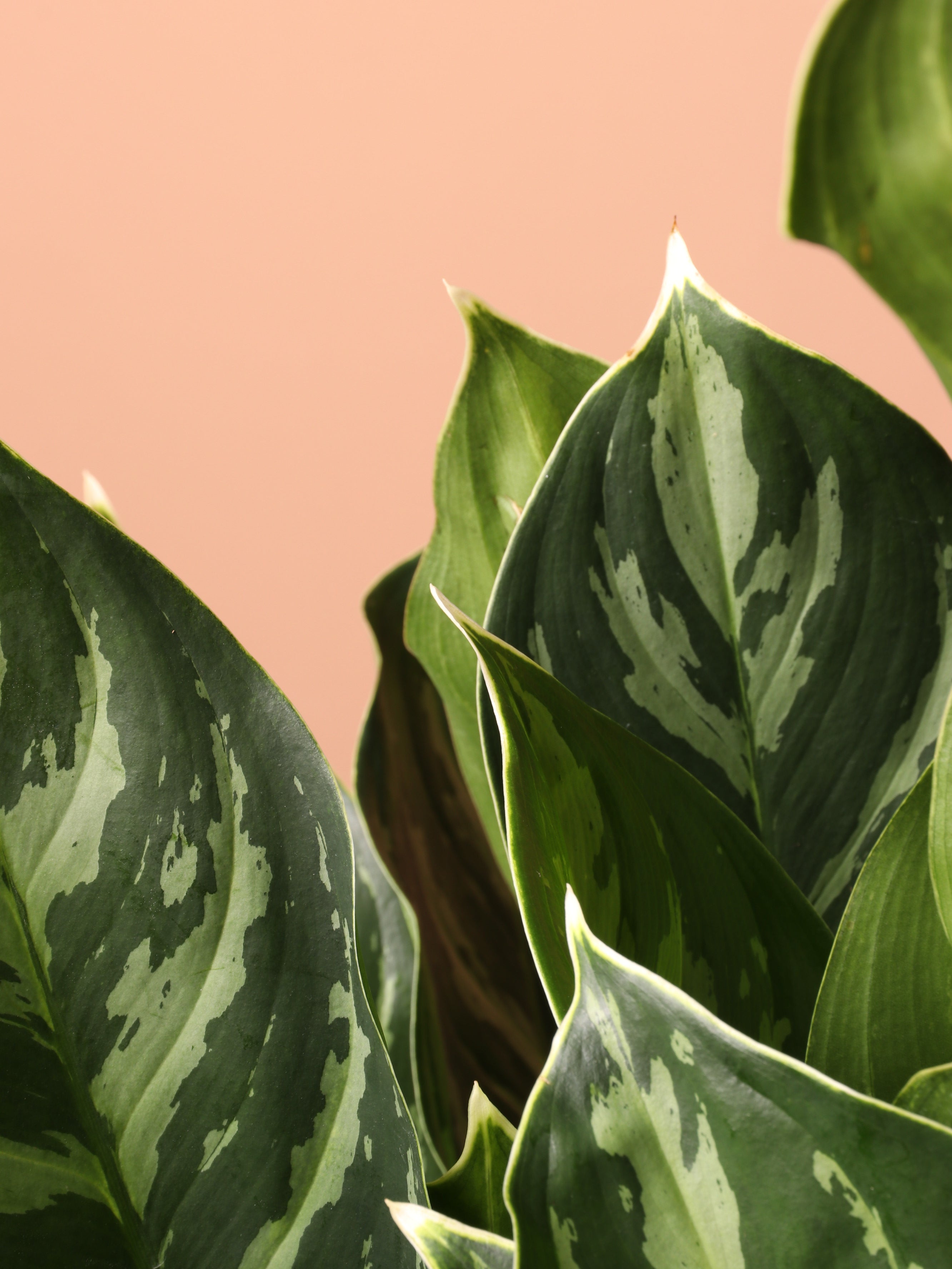 Large Aglaonema &