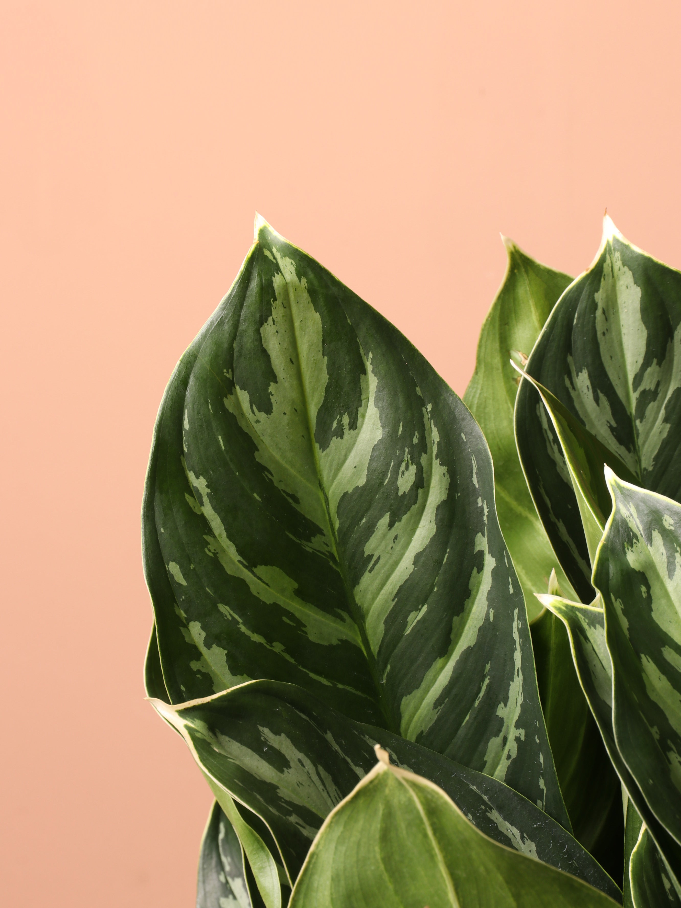 Large Aglaonema &