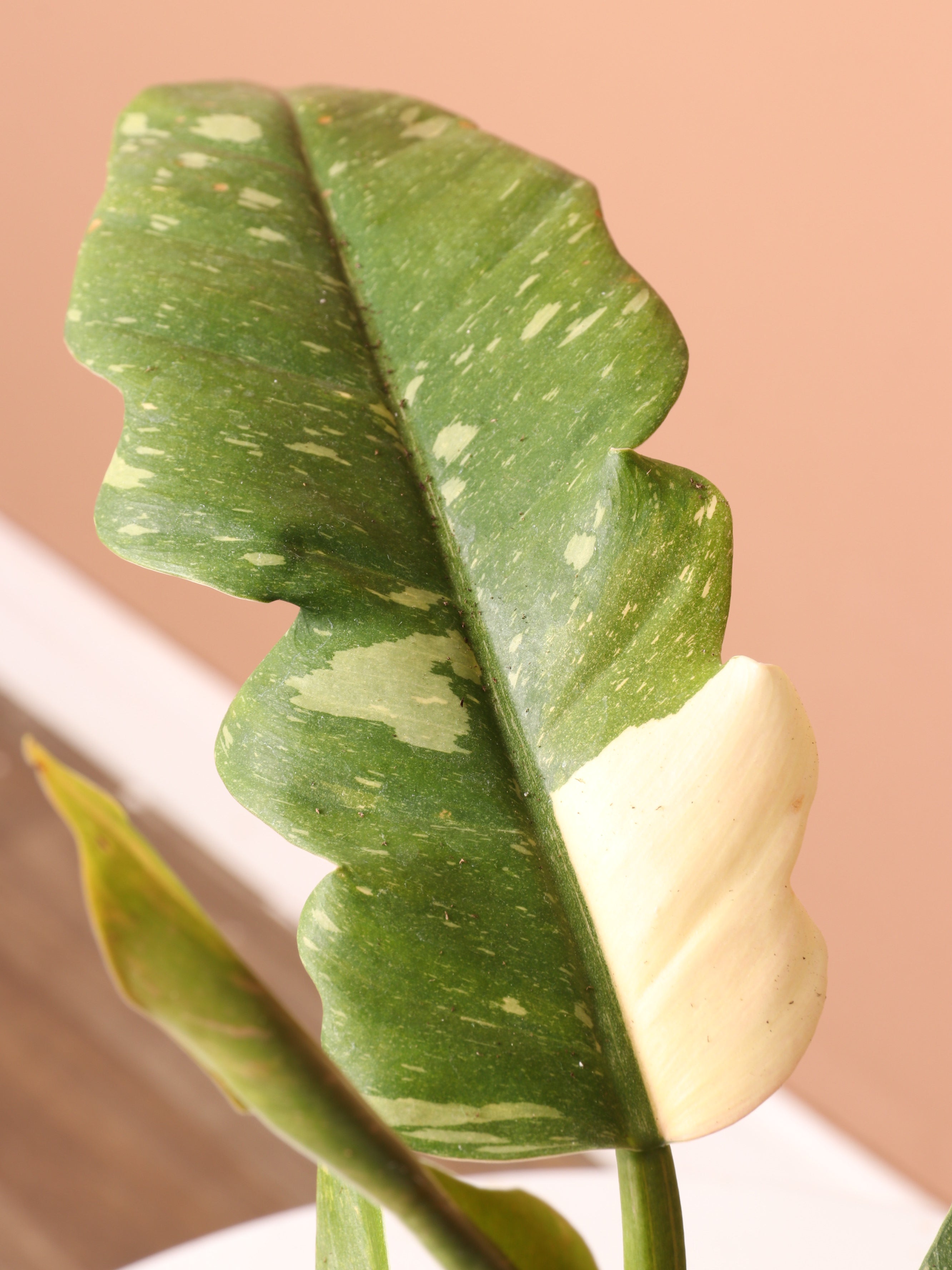 Small Philodendron &