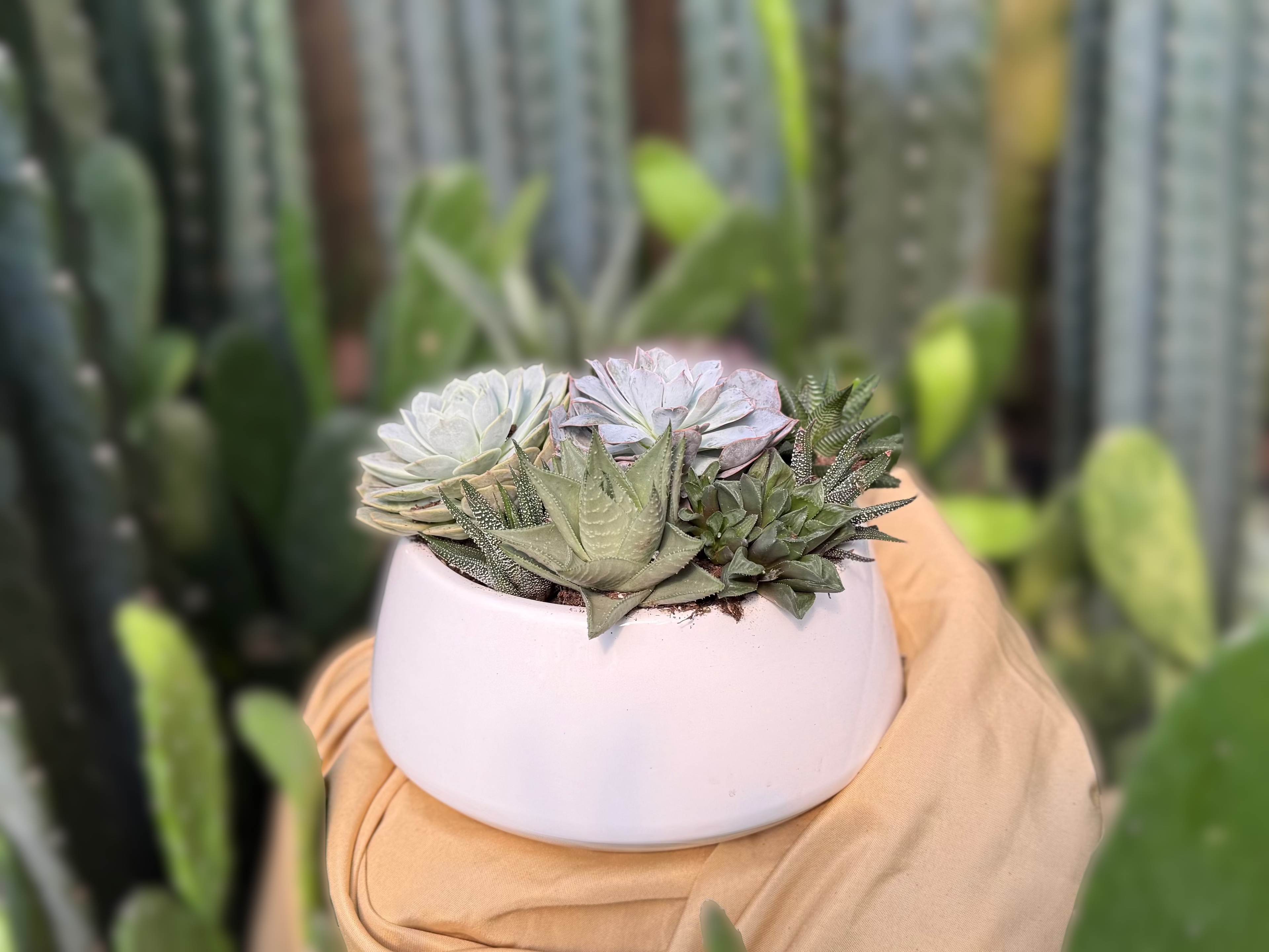 Succulent Garden