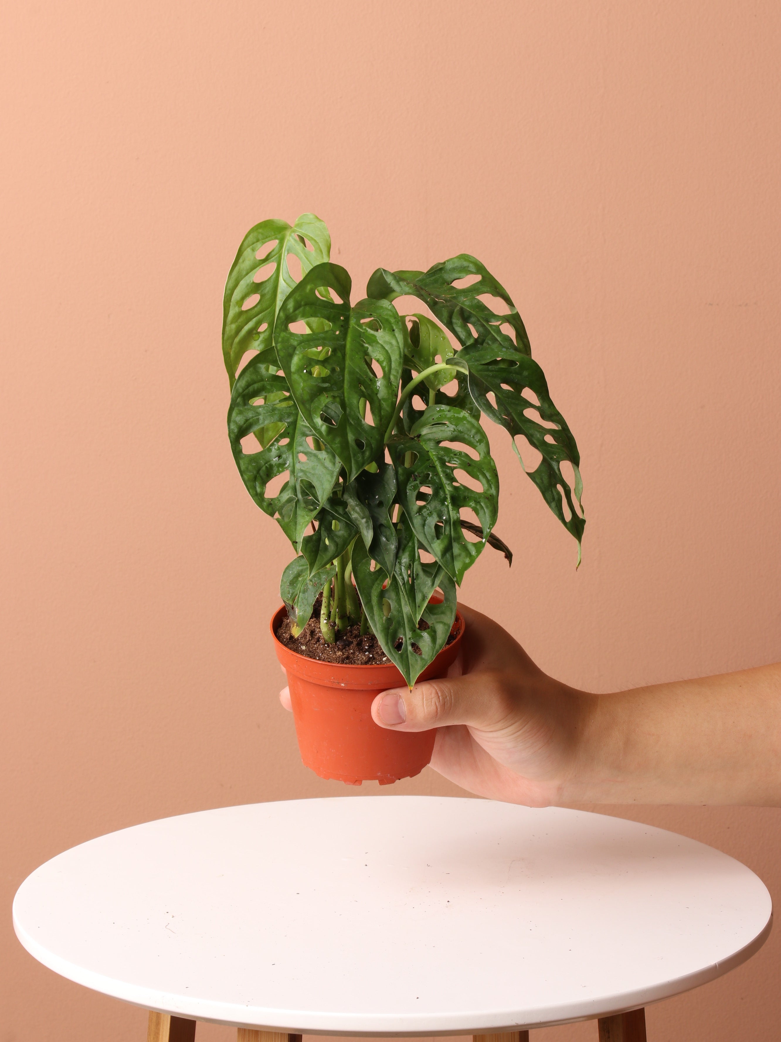 Easy Care Plant Bundle