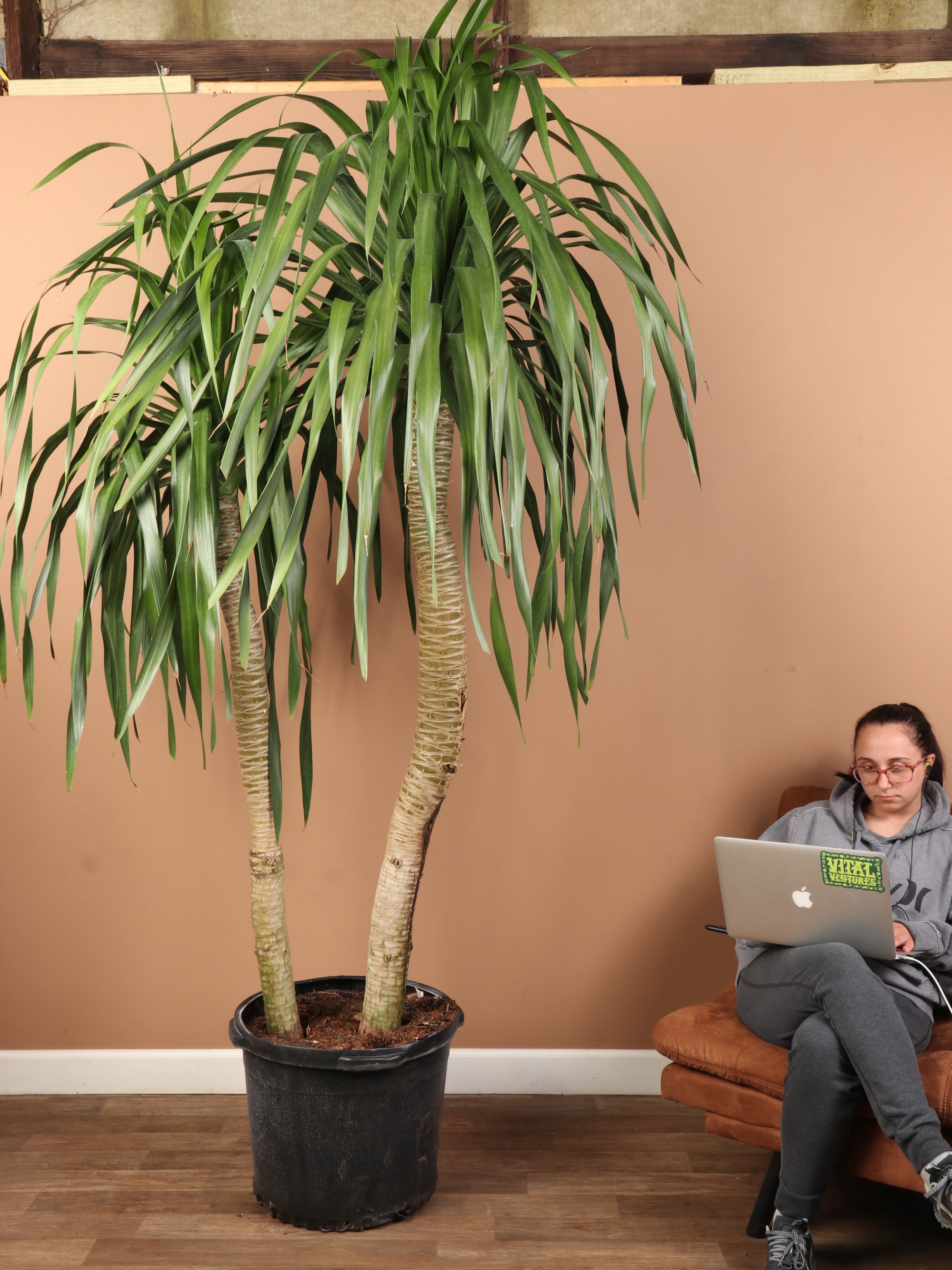 Huge Dracaena &