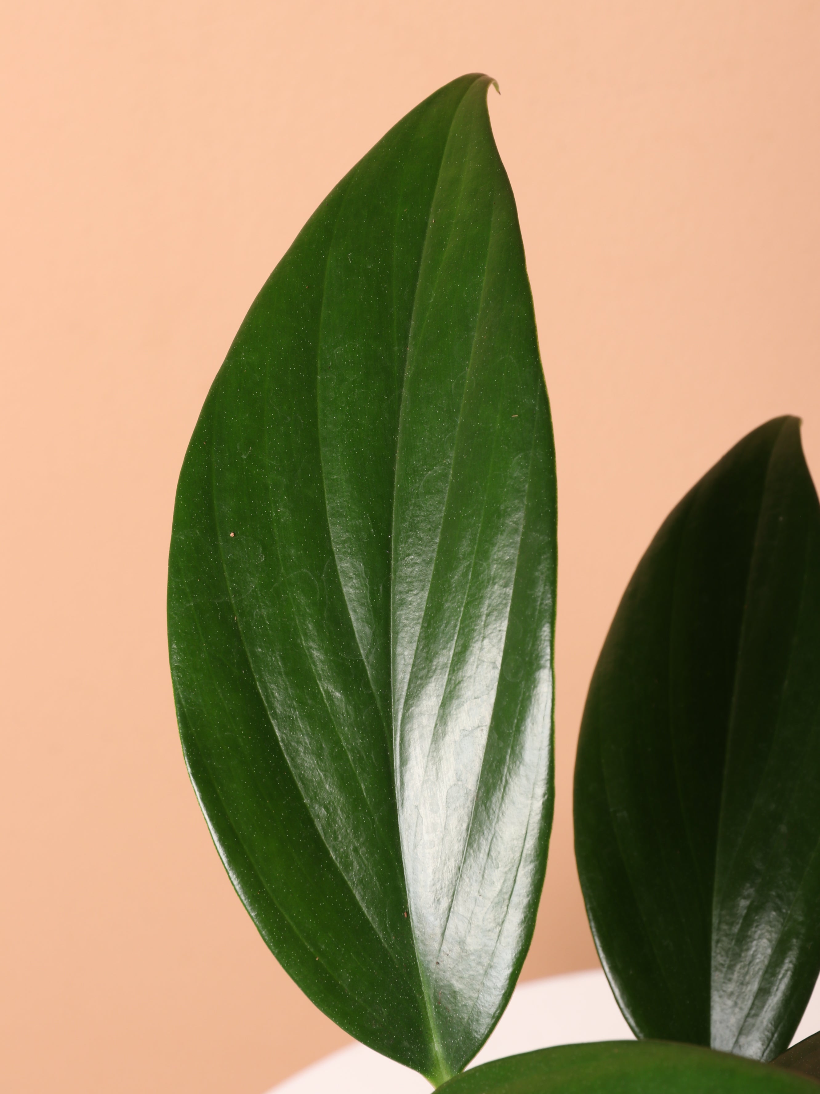 Medium Philodendron Dragon Tail (Rhaphidorphora decursiva)