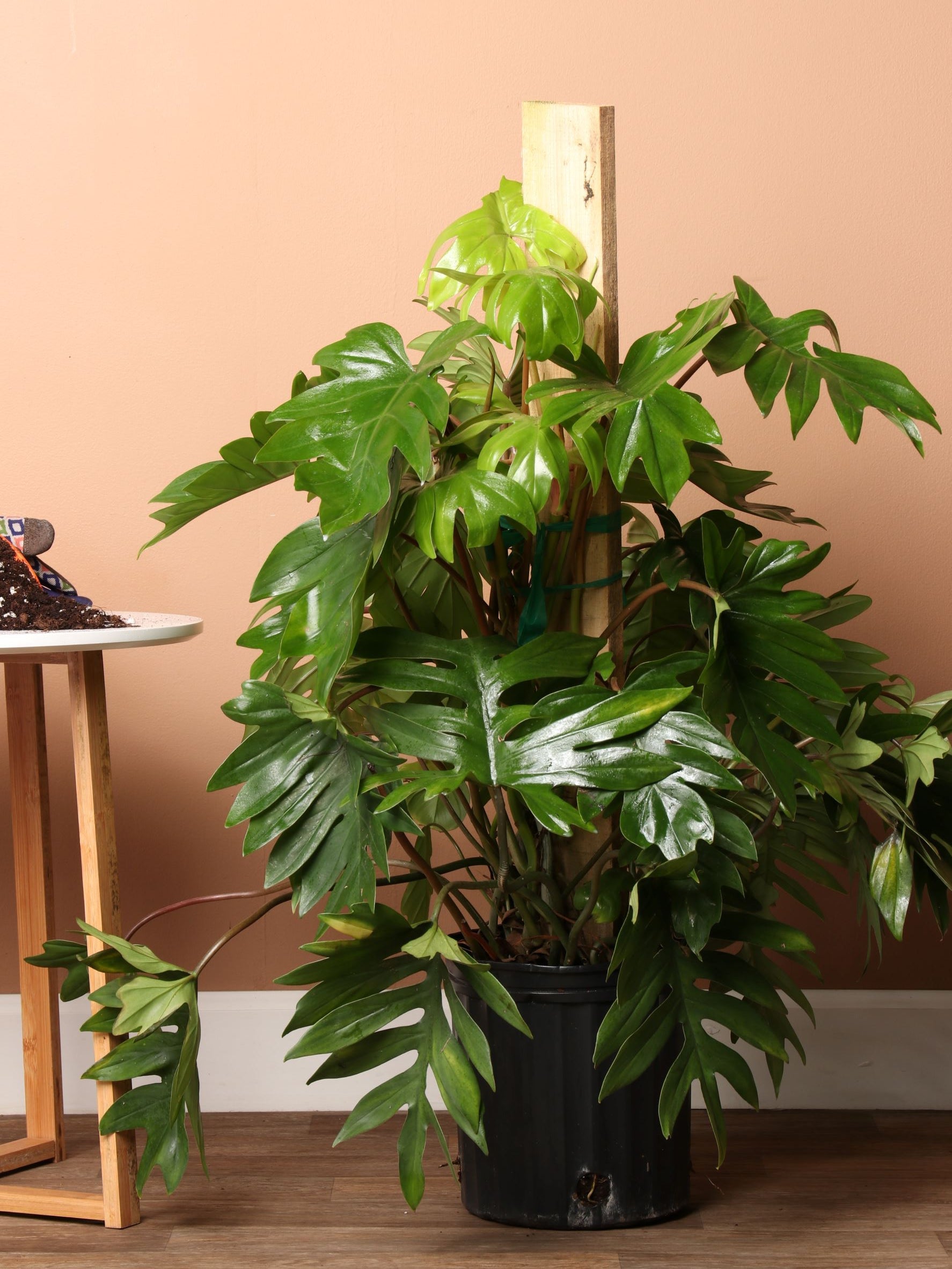 Large Philodendron &