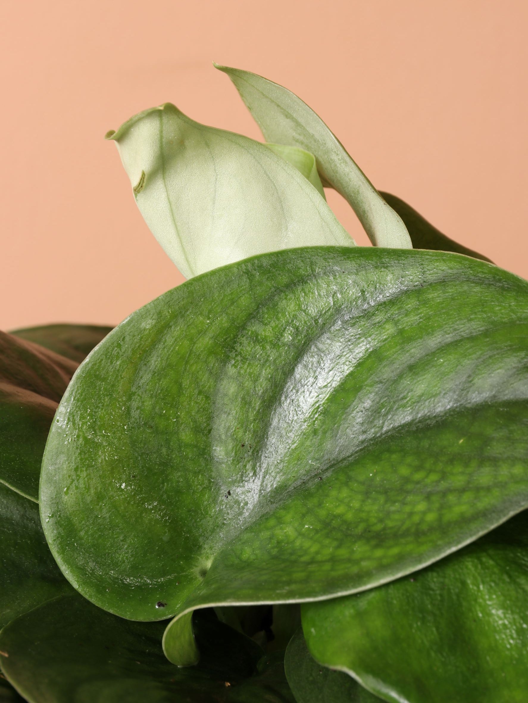 Medium Silver Pothos (Scindapsus &