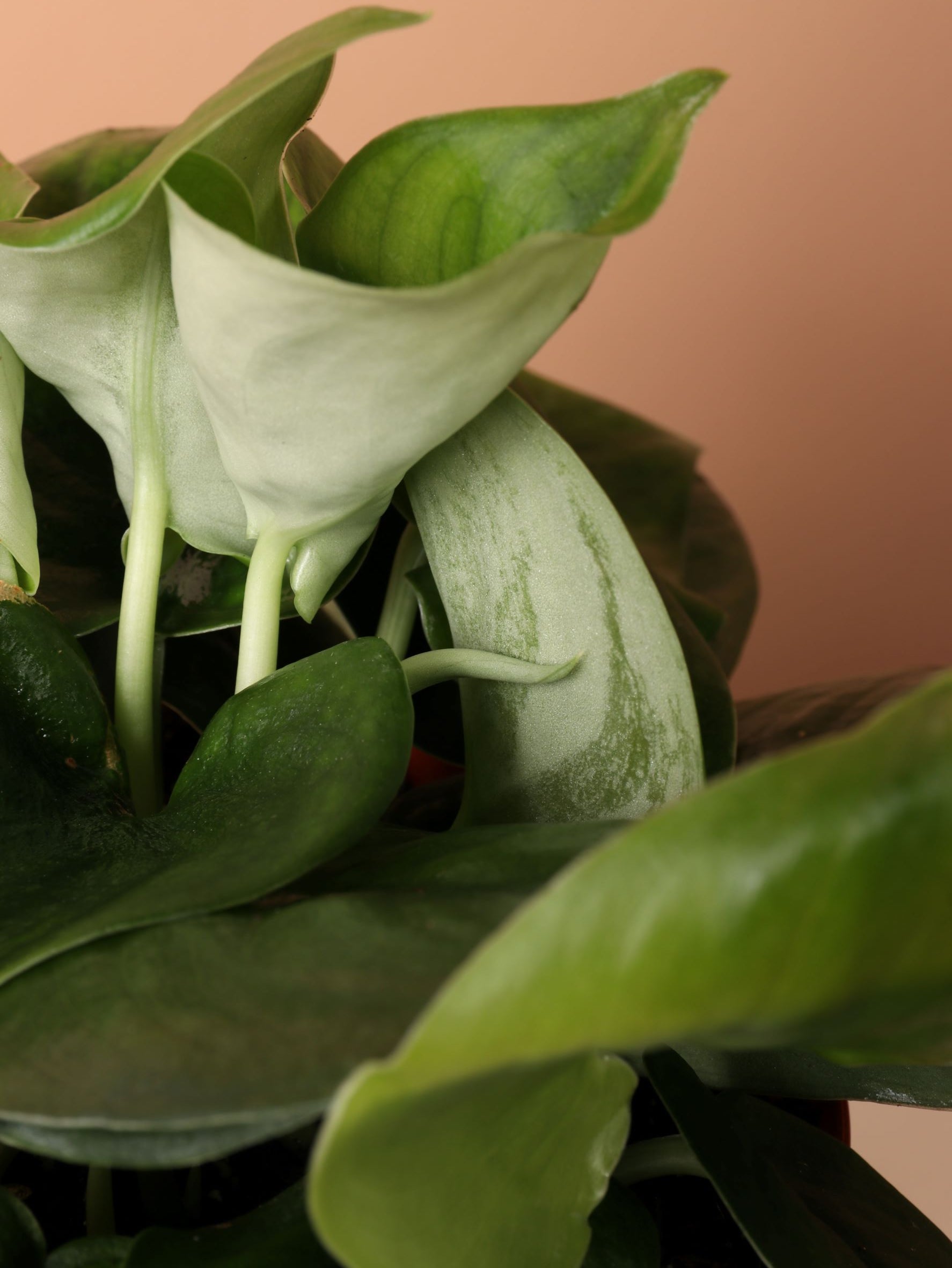 Medium Silver Pothos (Scindapsus &