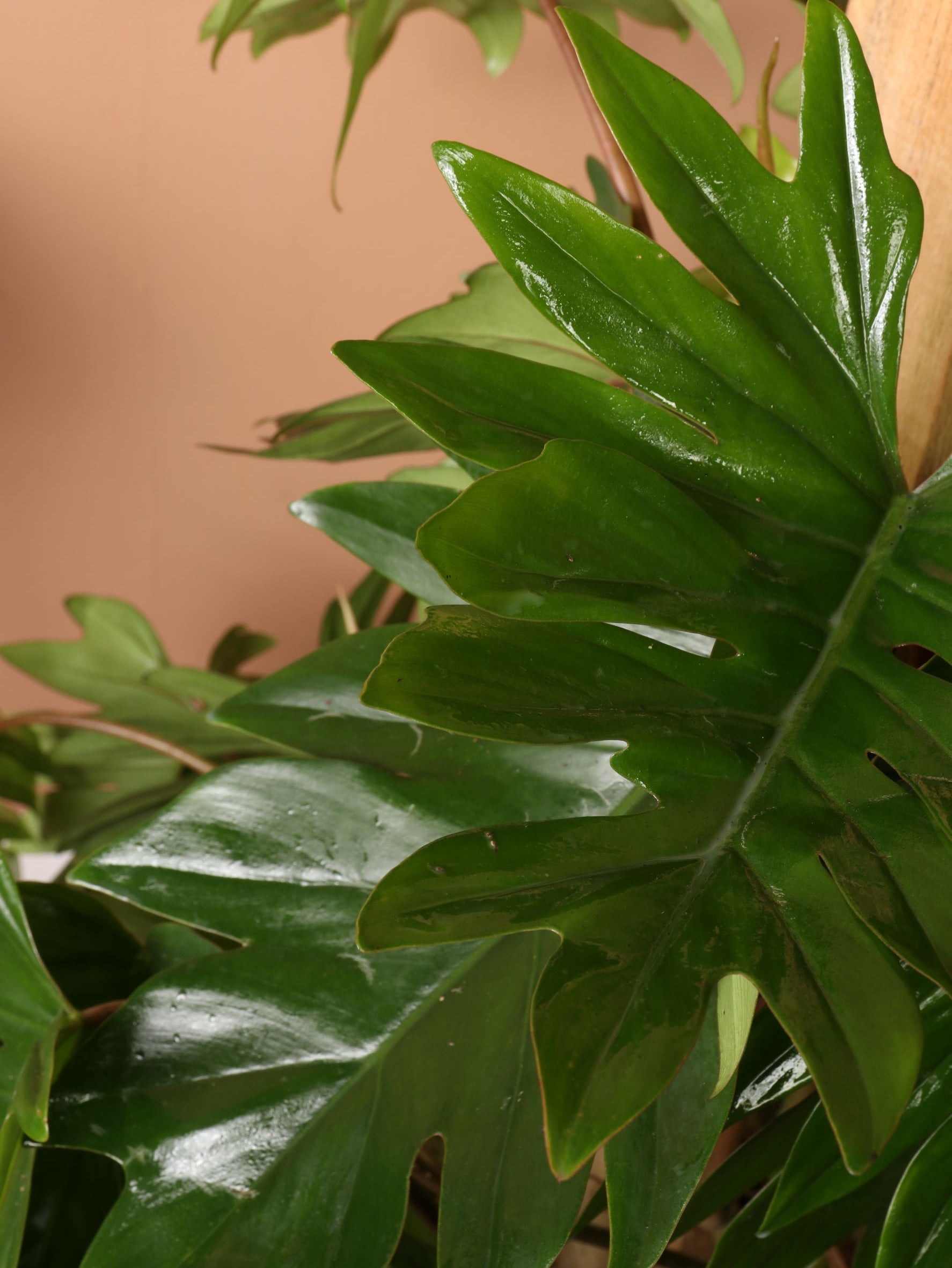 Large Philodendron &