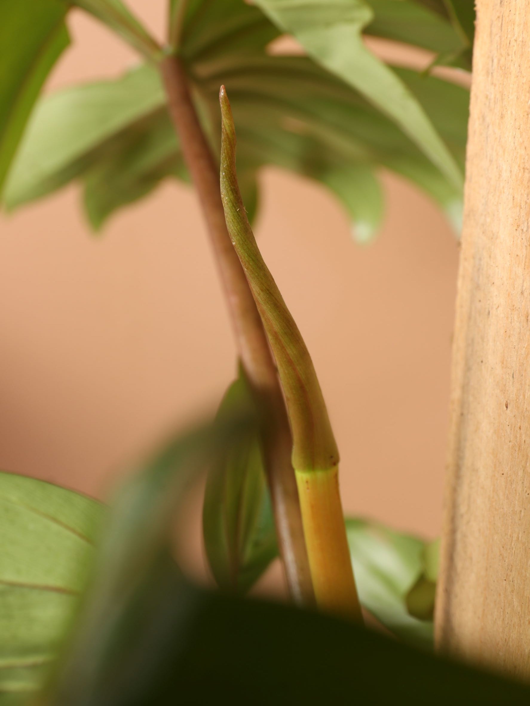 Large Philodendron &