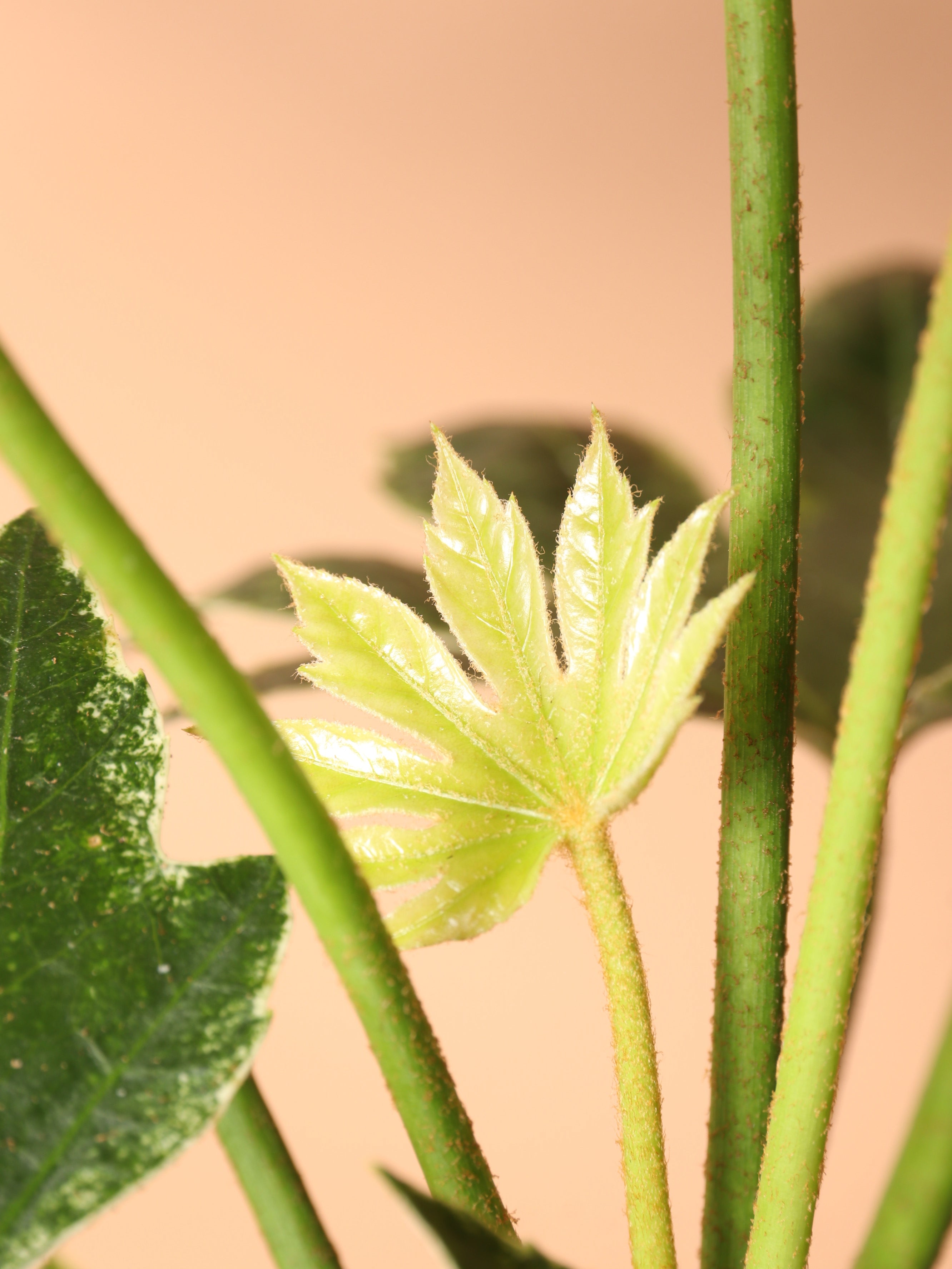 Medium Spider Web Aralia &