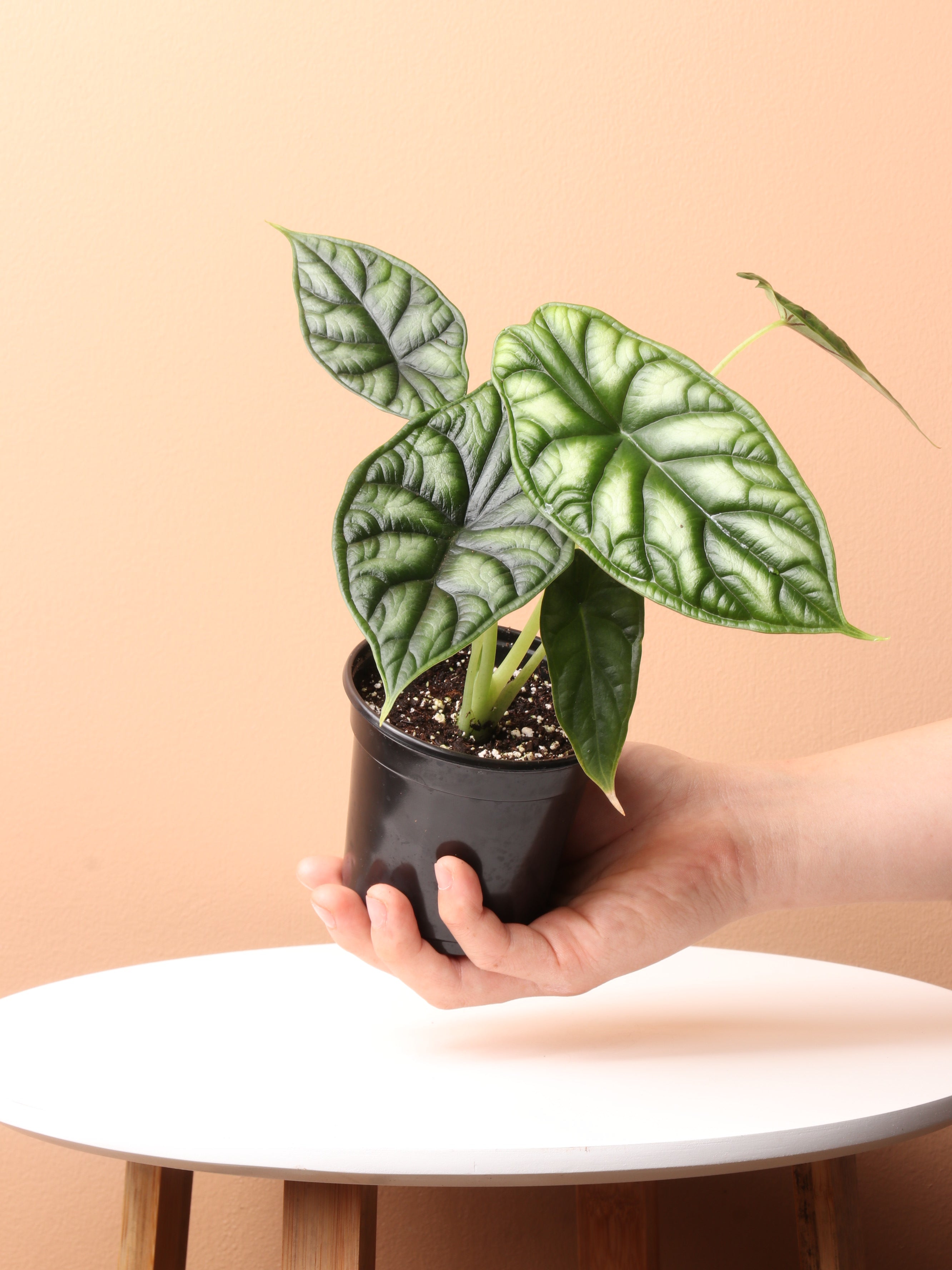 Medium Alocasia Dragon Scale