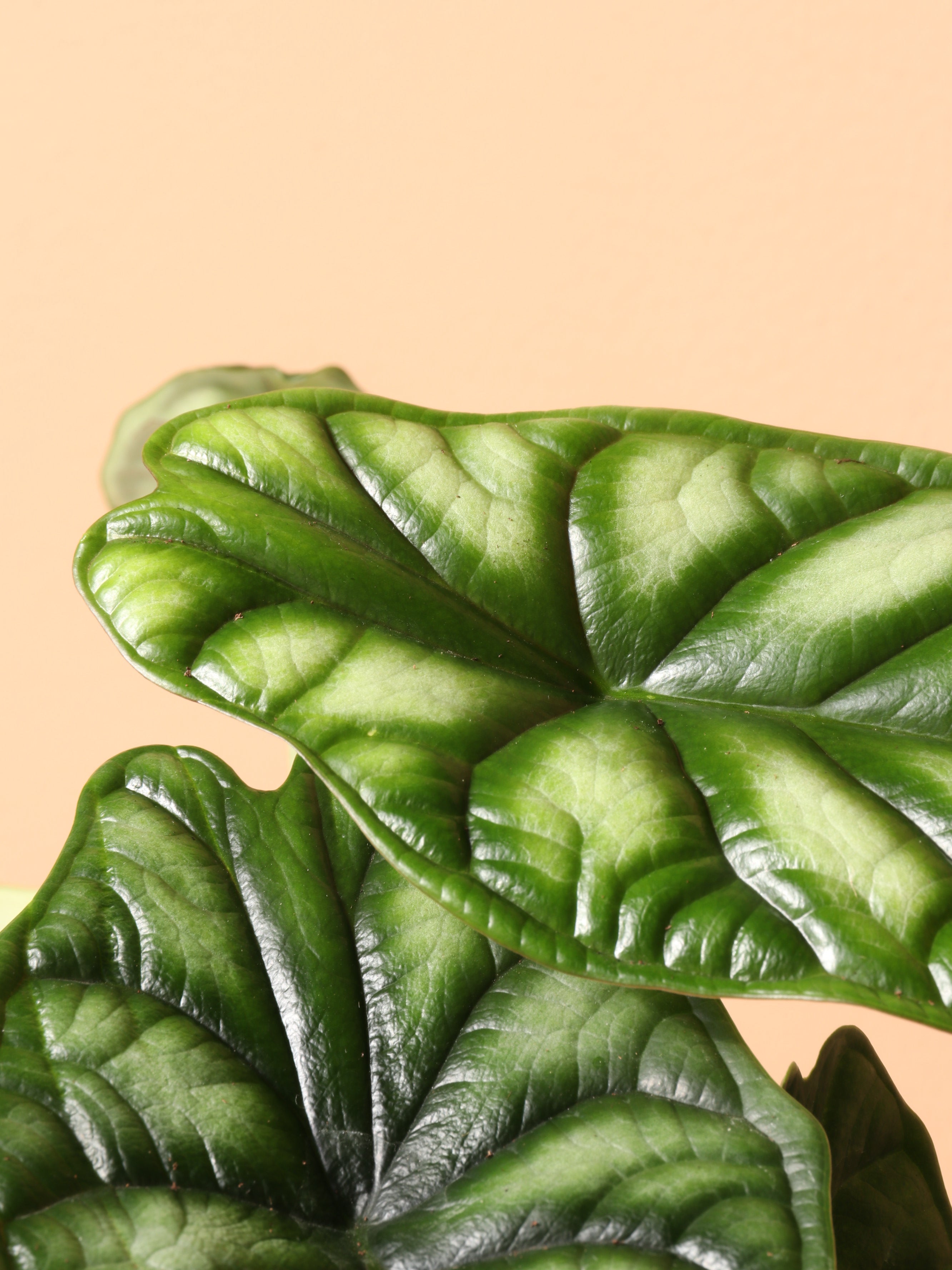 Medium Alocasia Dragon Scale