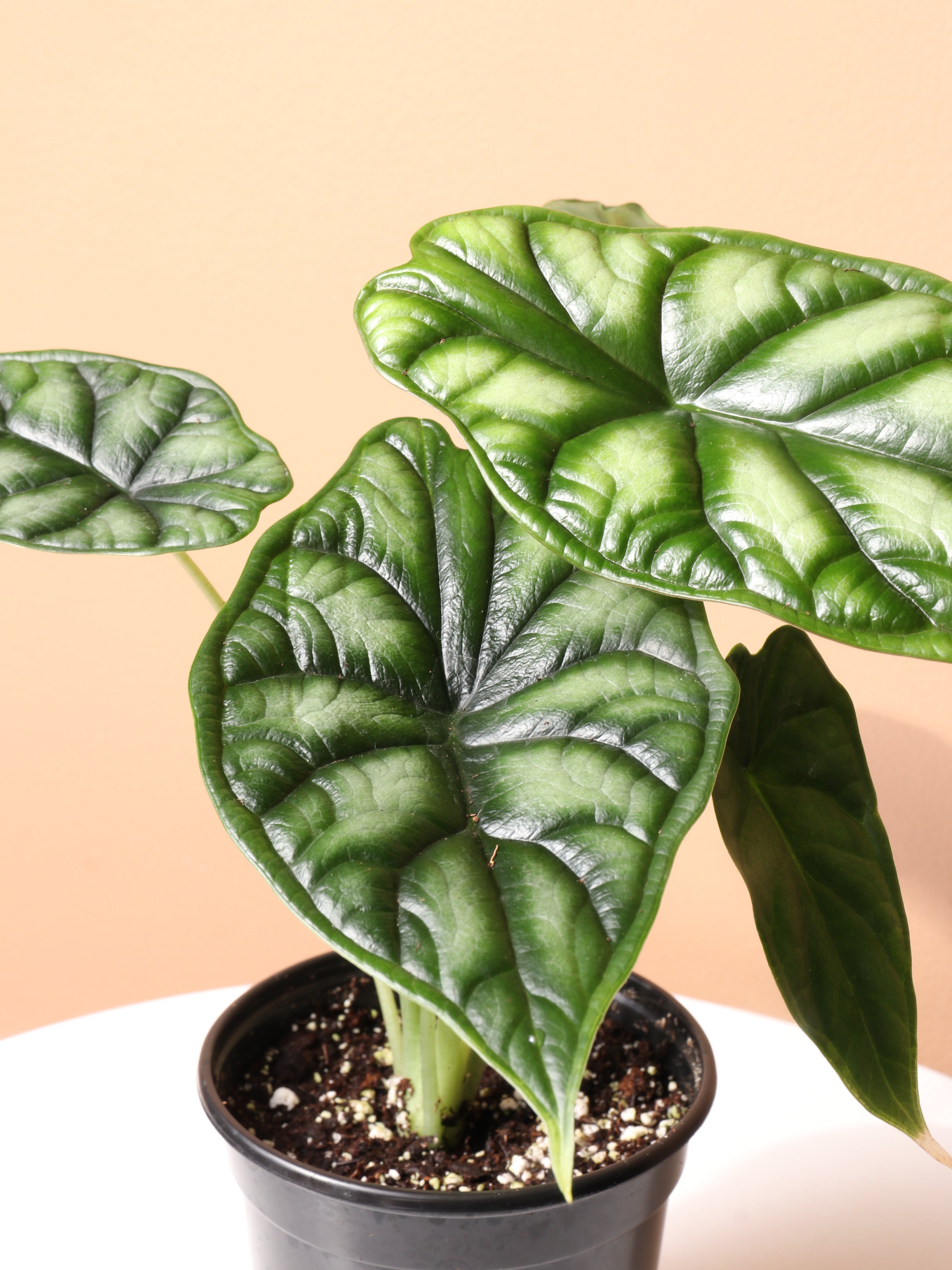 Medium Alocasia Dragon Scale