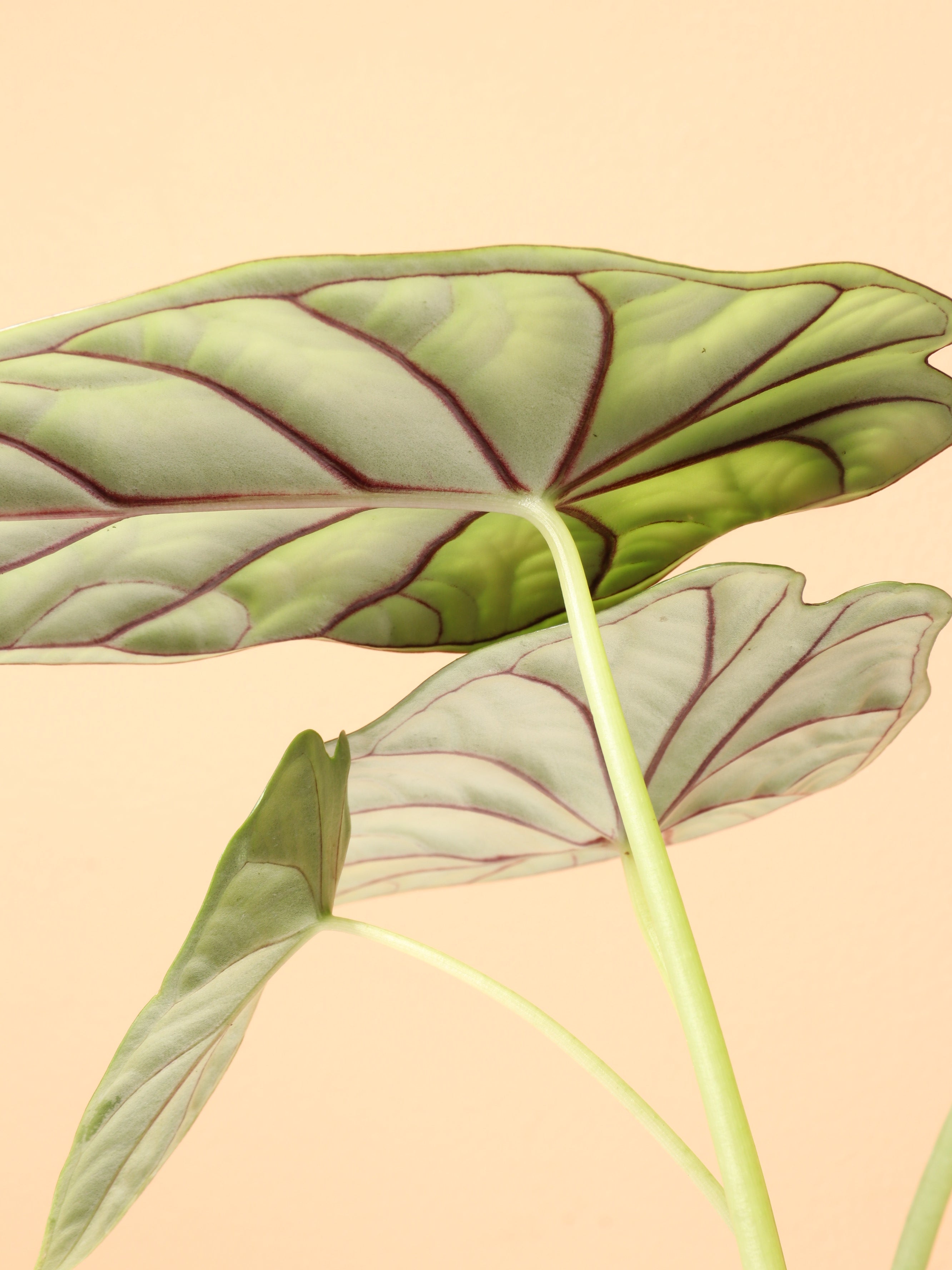 Medium Alocasia Dragon Scale