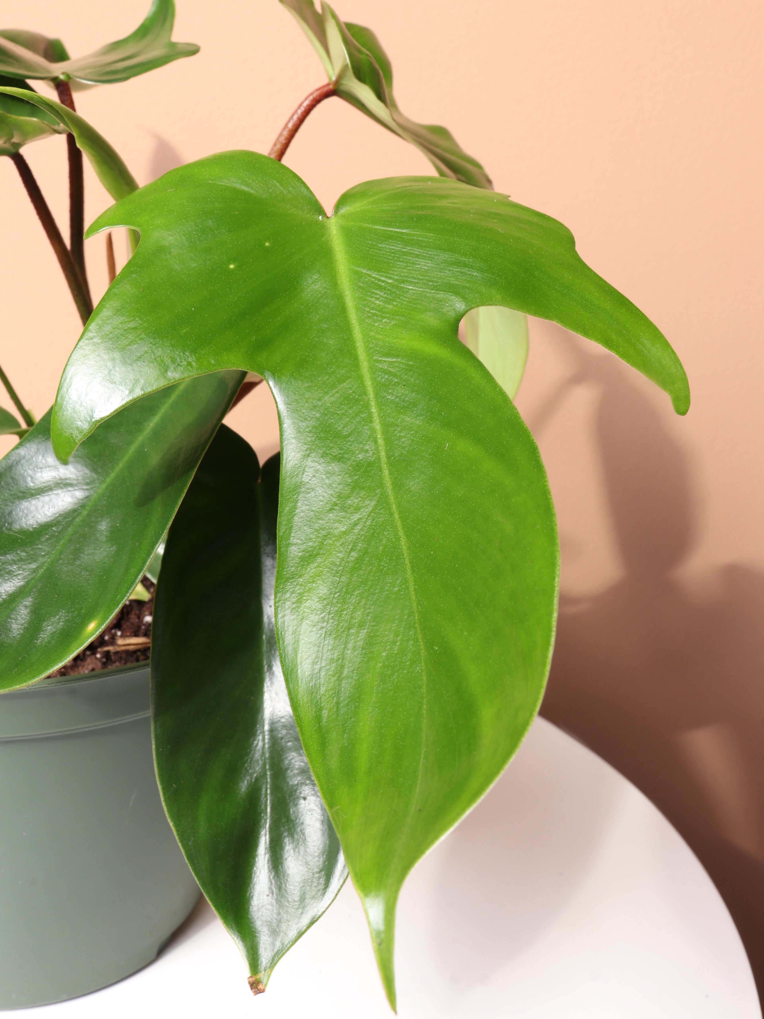 Medium Philodendron &
