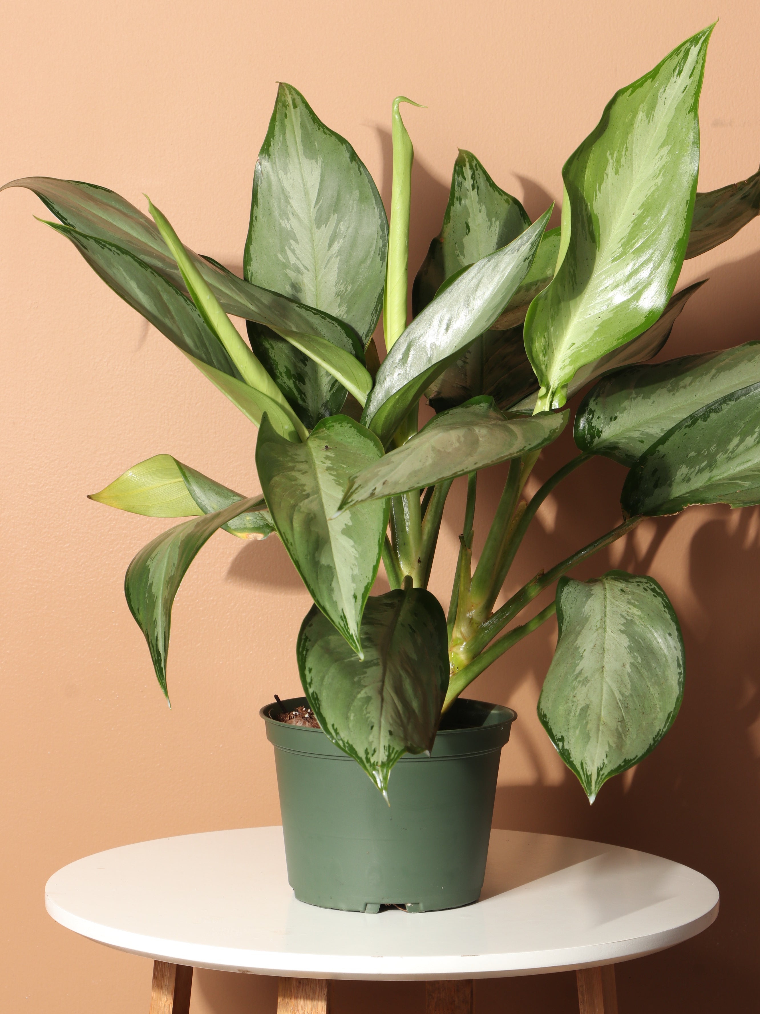 Medium Aglaonema &