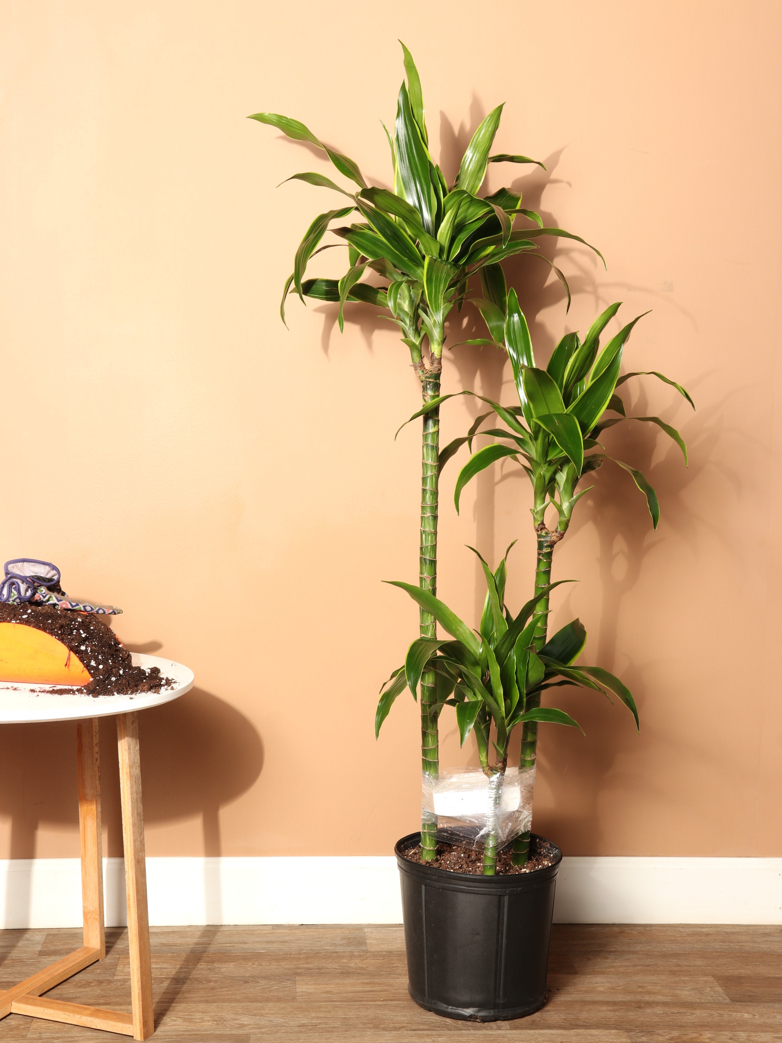 Large Dracaena &