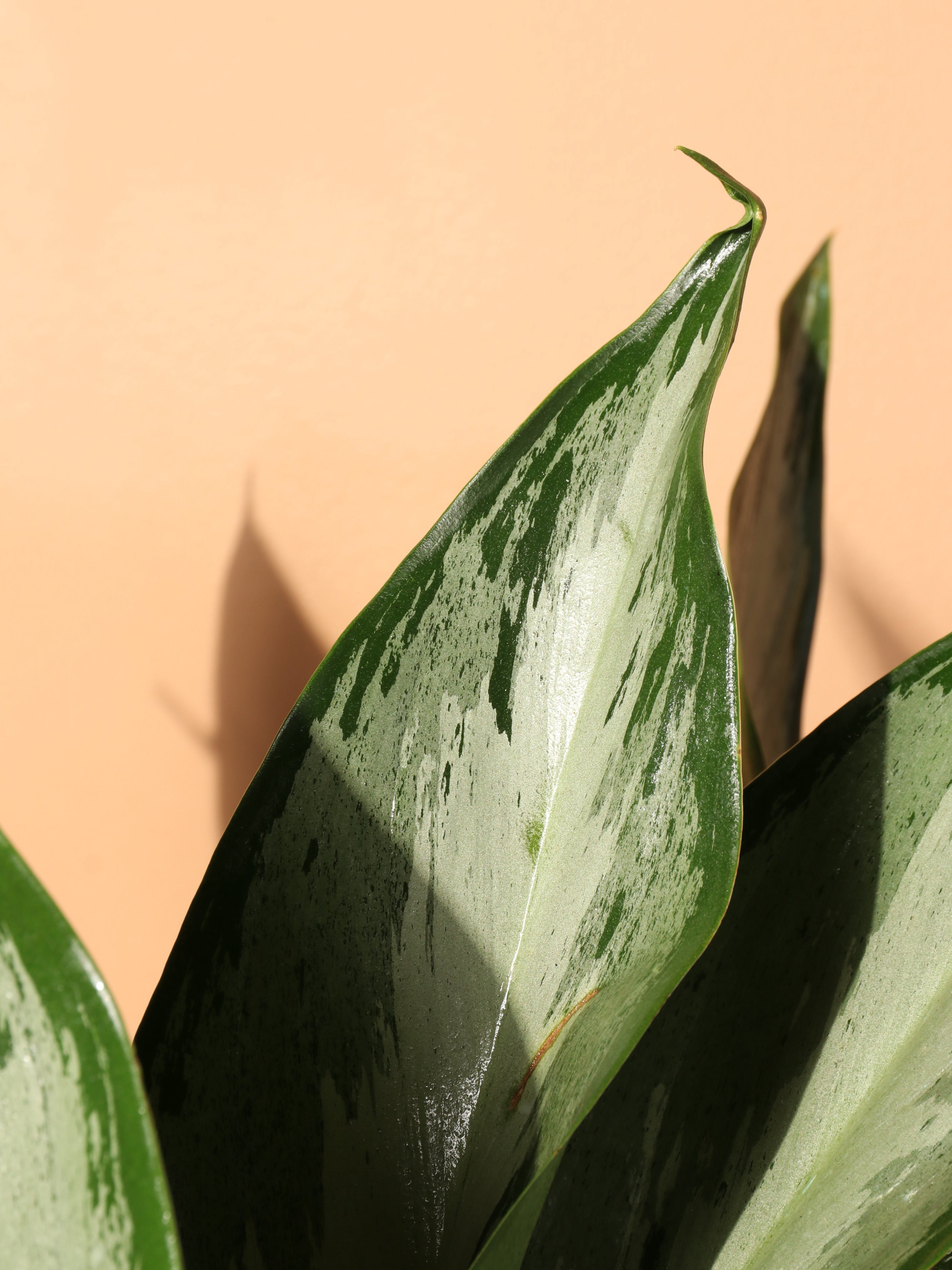Large Aglaonema &