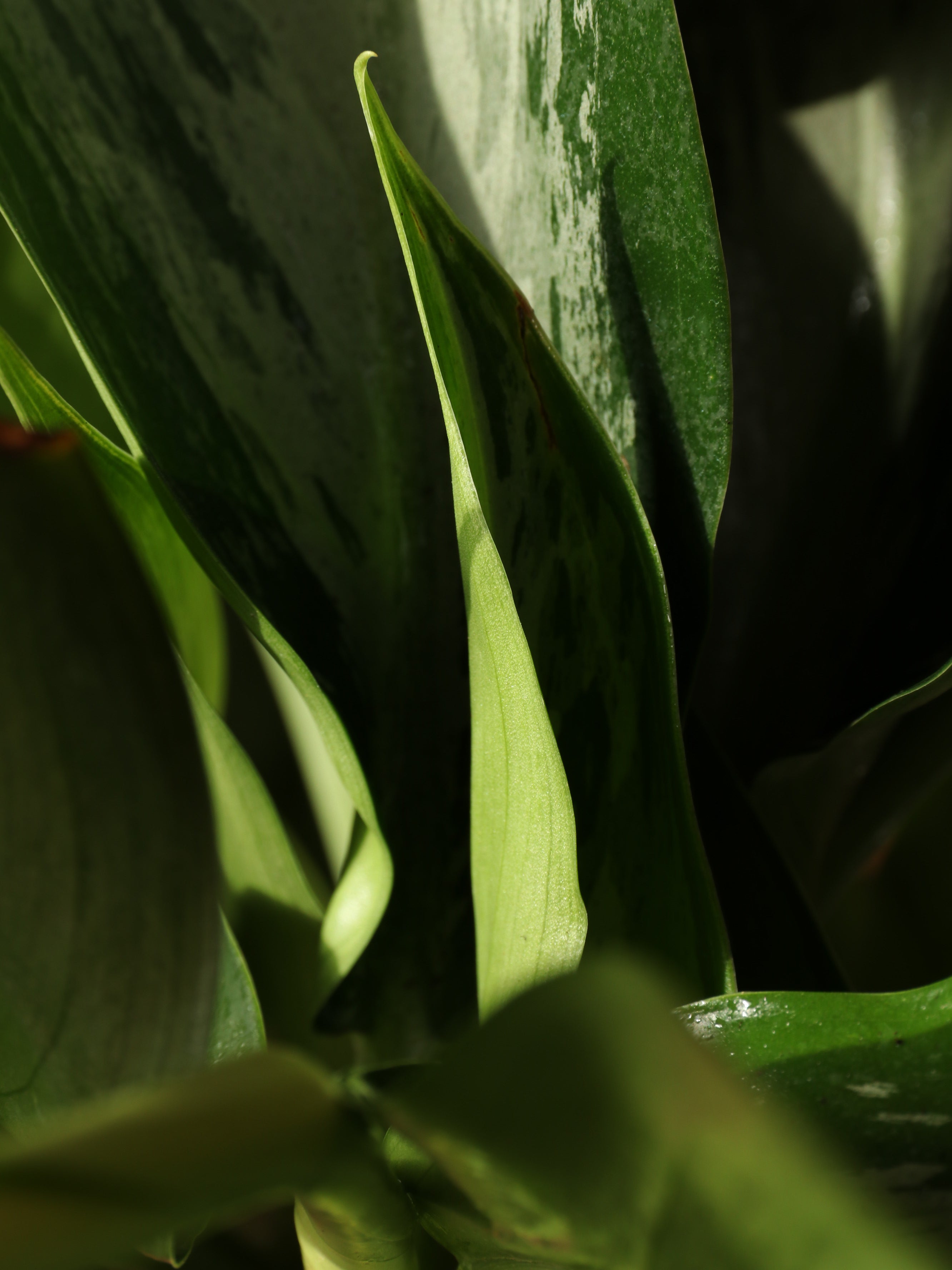 Large Aglaonema &