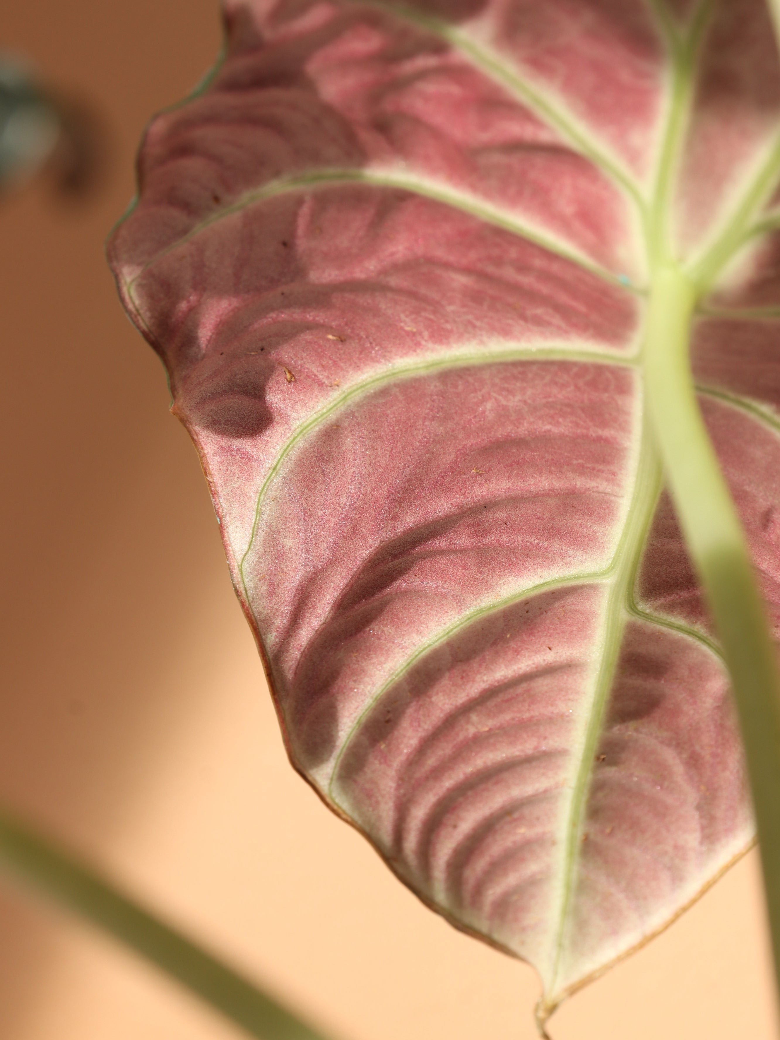 Medium Alocasia &