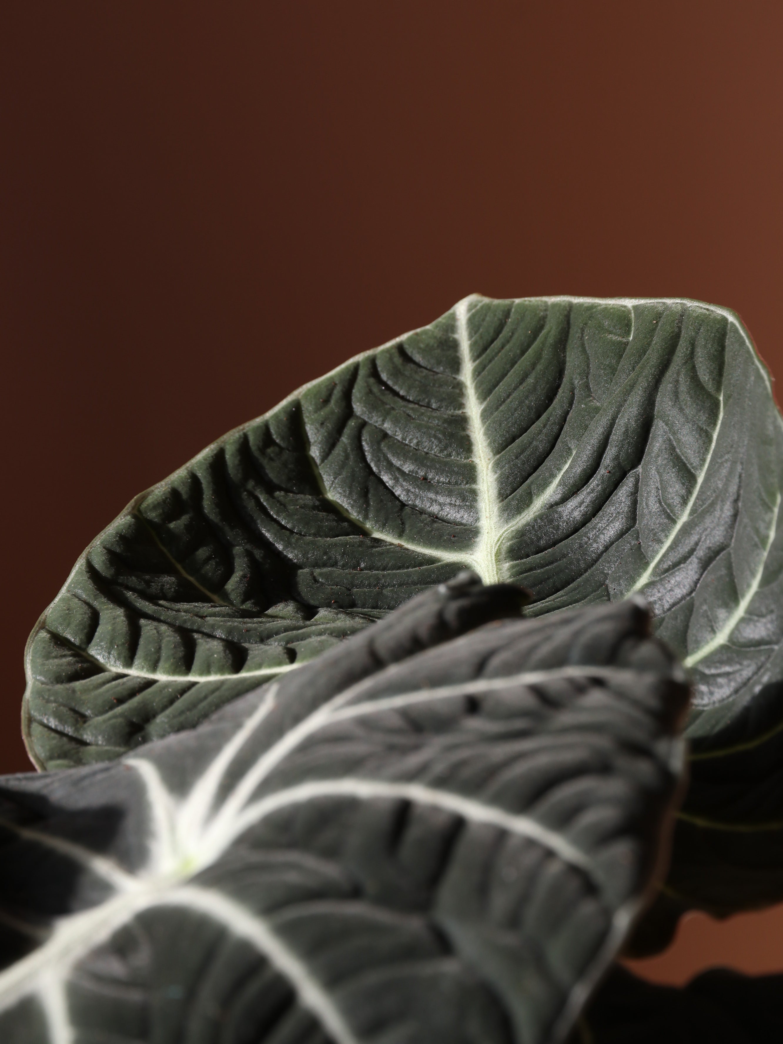 Medium Alocasia &