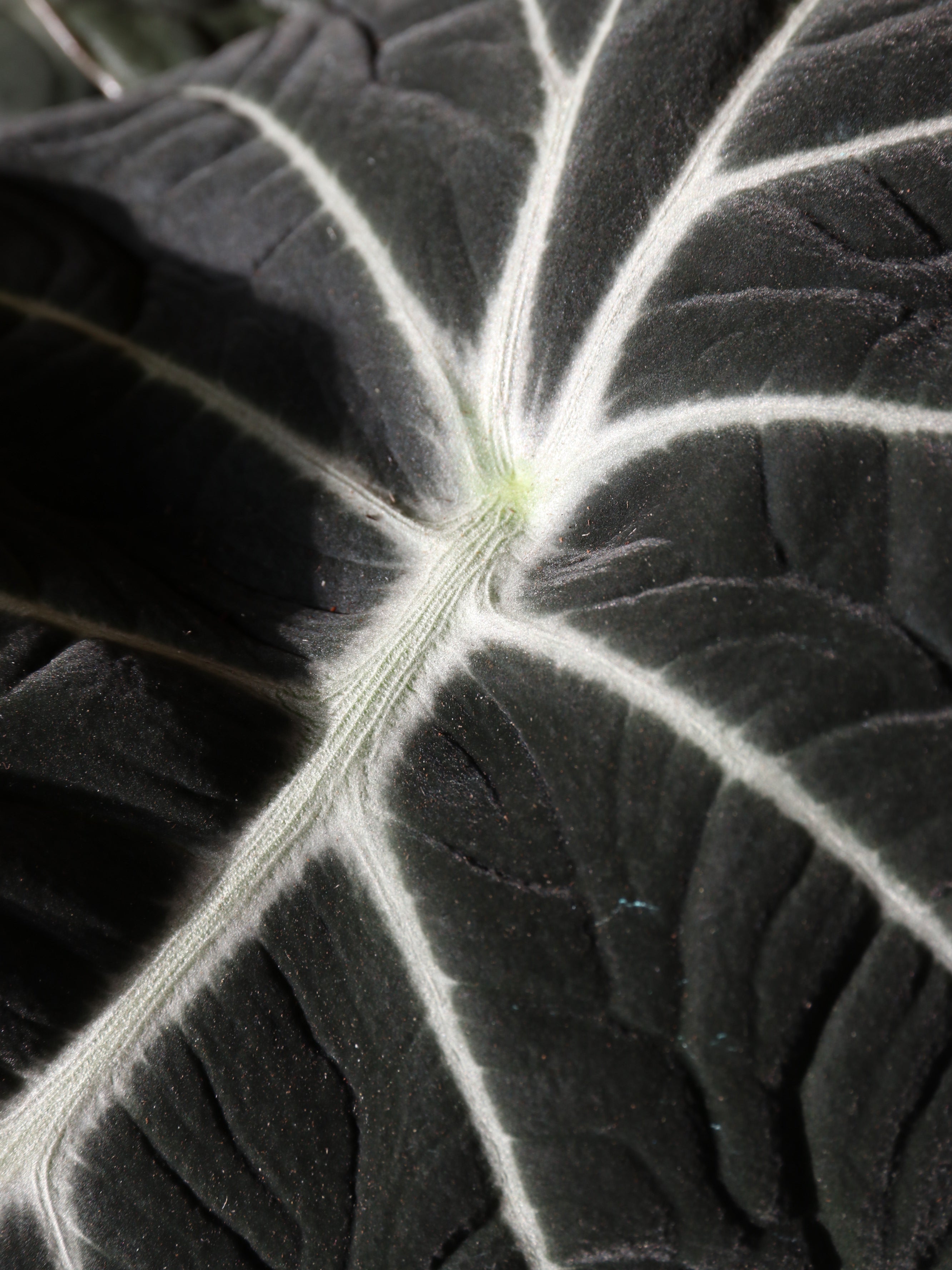 Medium Alocasia &