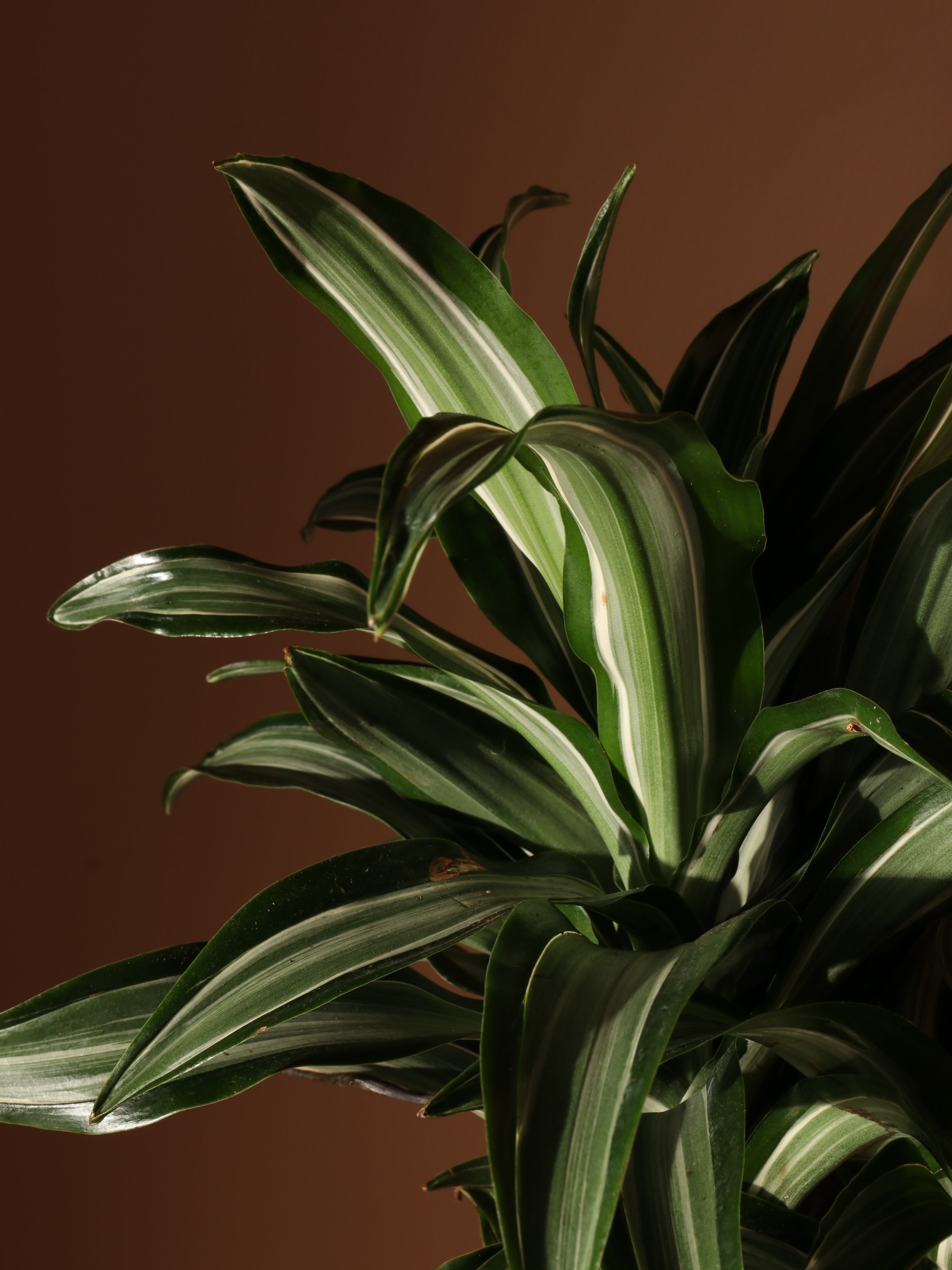 Large Dracaena &