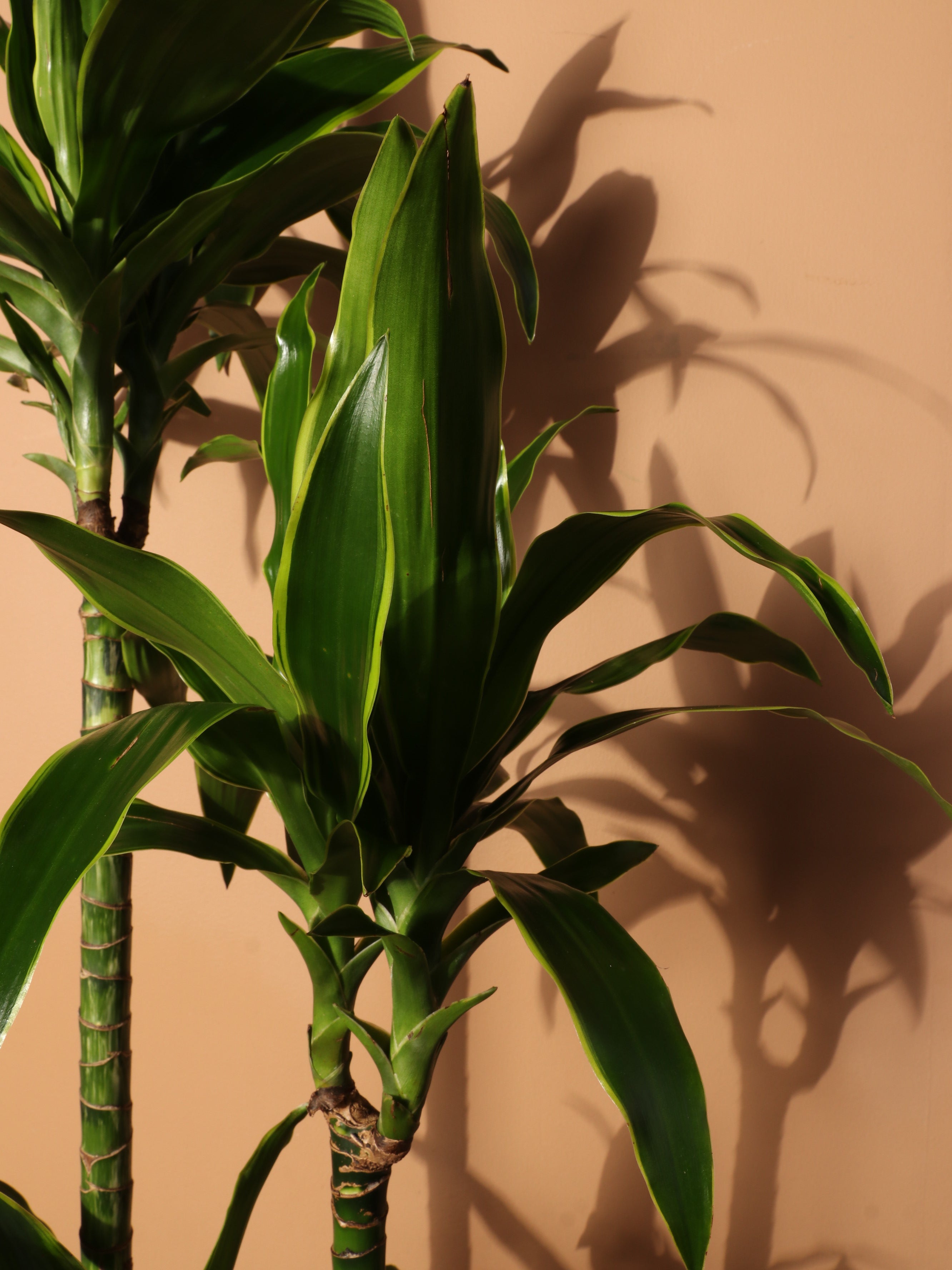 Large Dracaena &