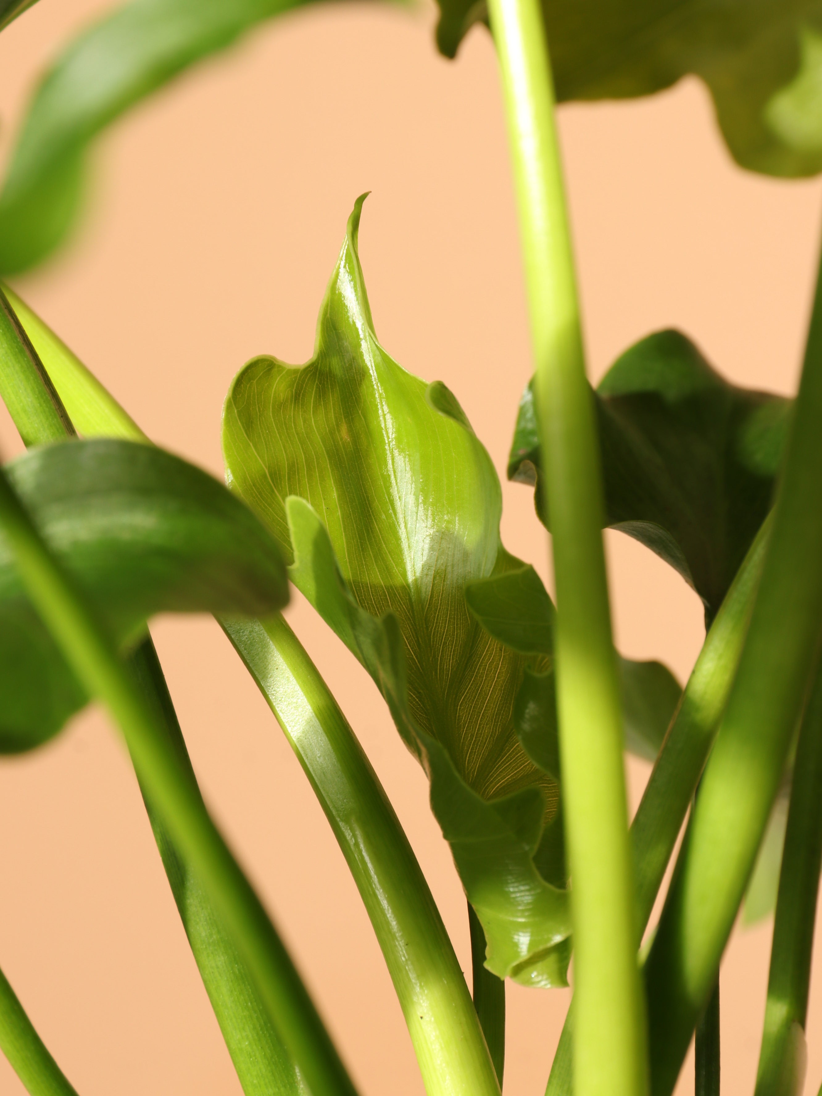 Medium Philodendron &