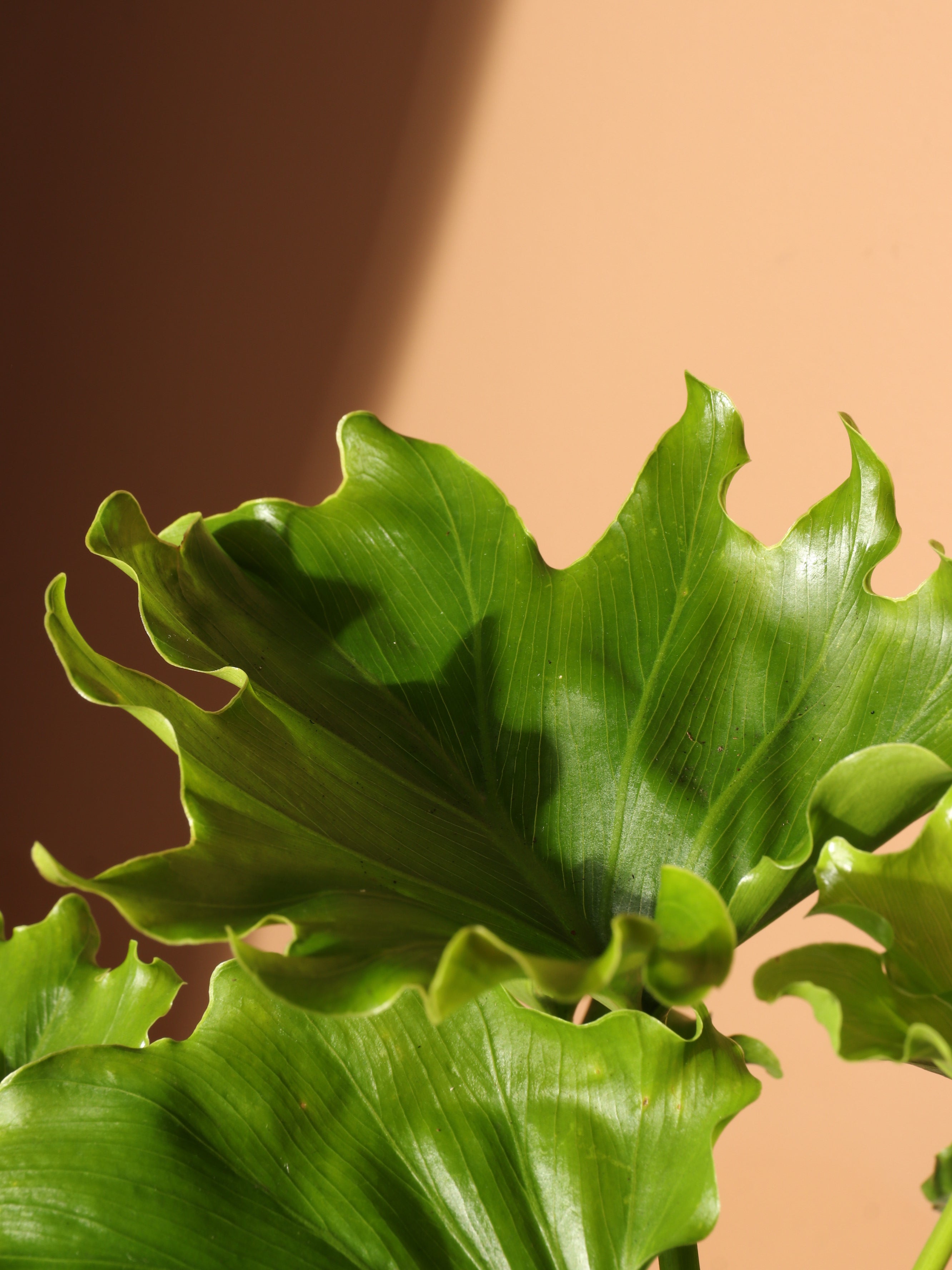 Medium Philodendron &
