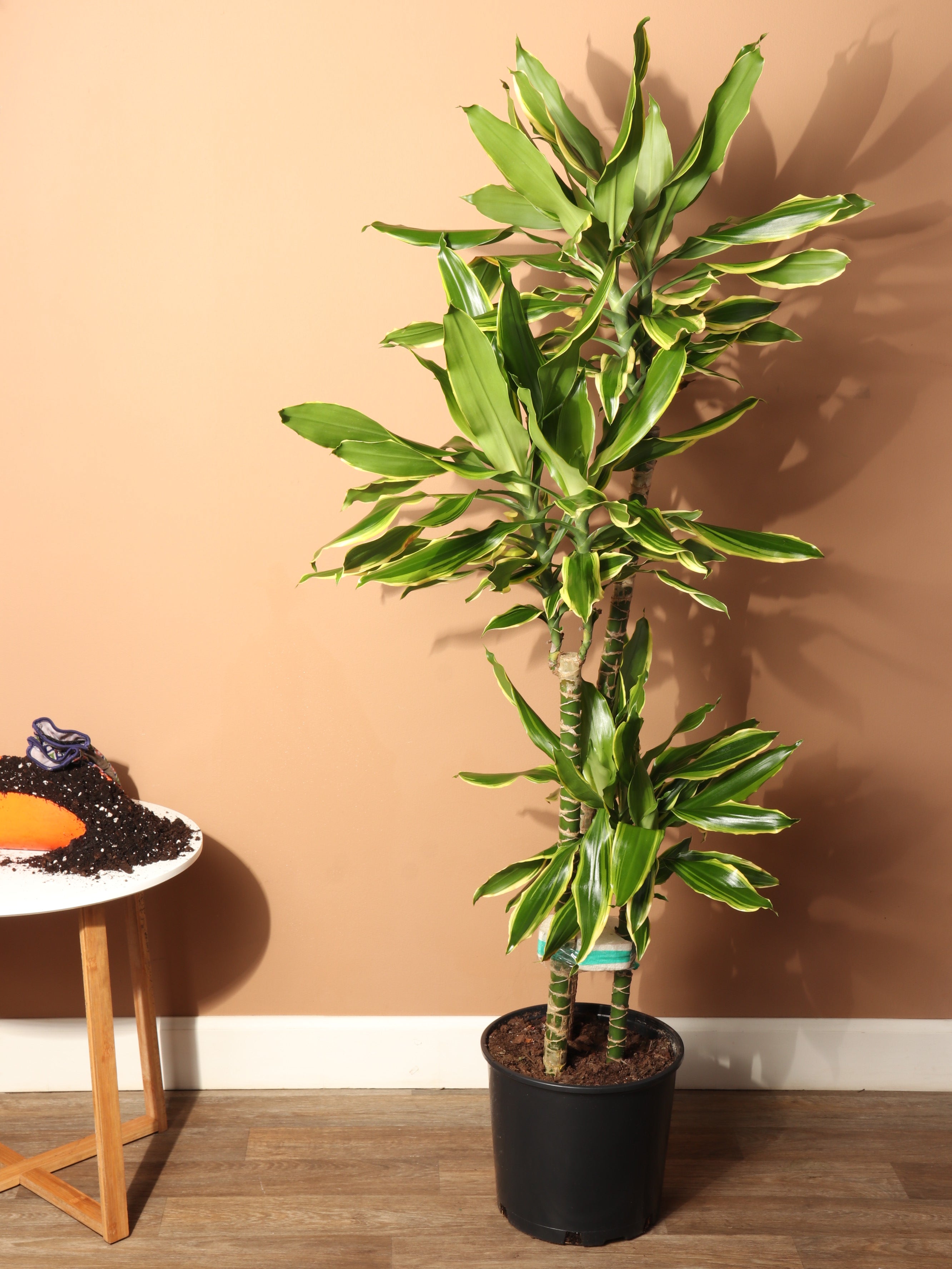 Large Dracaena Steudneri &