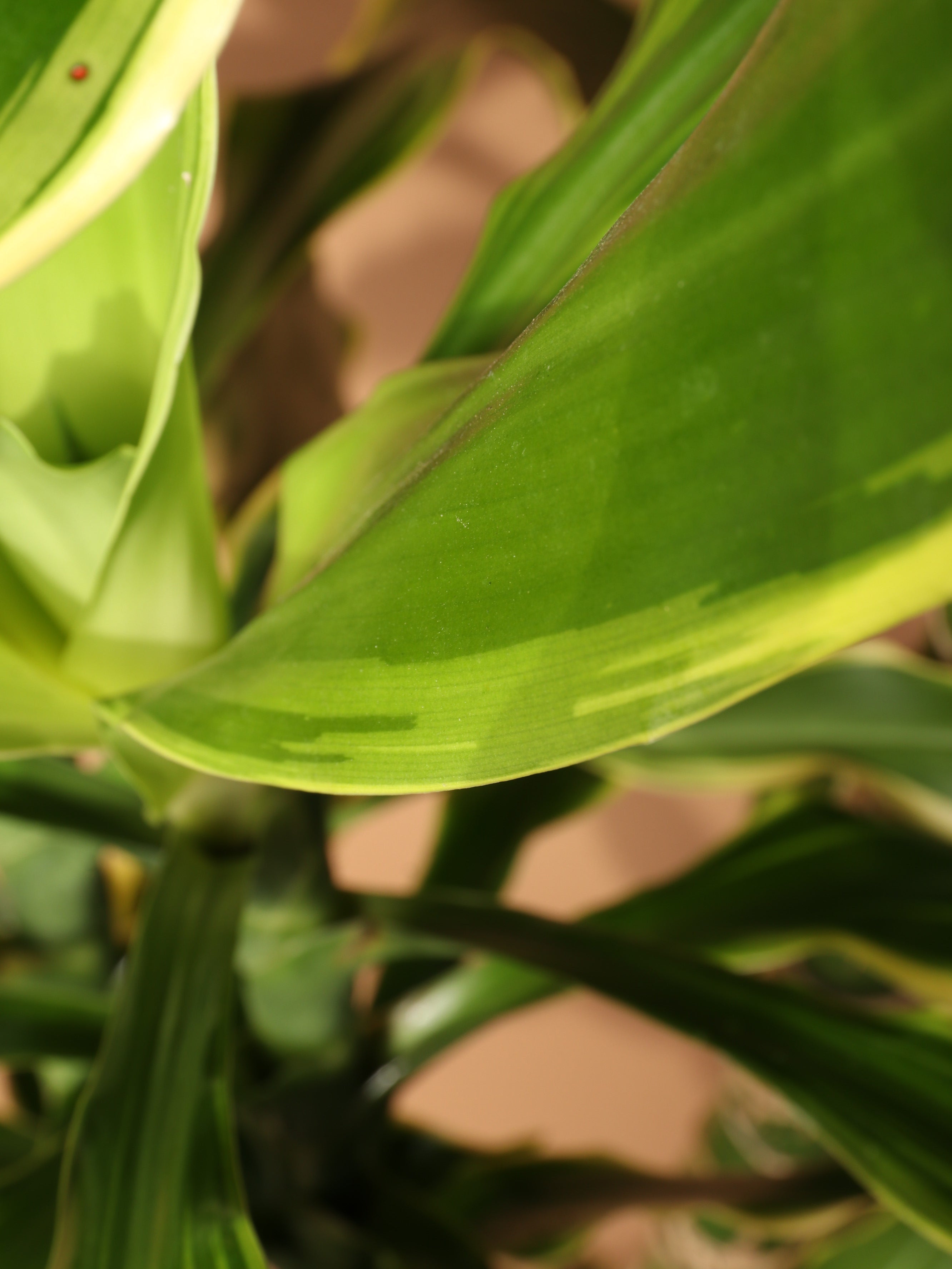 Large Dracaena Steudneri &